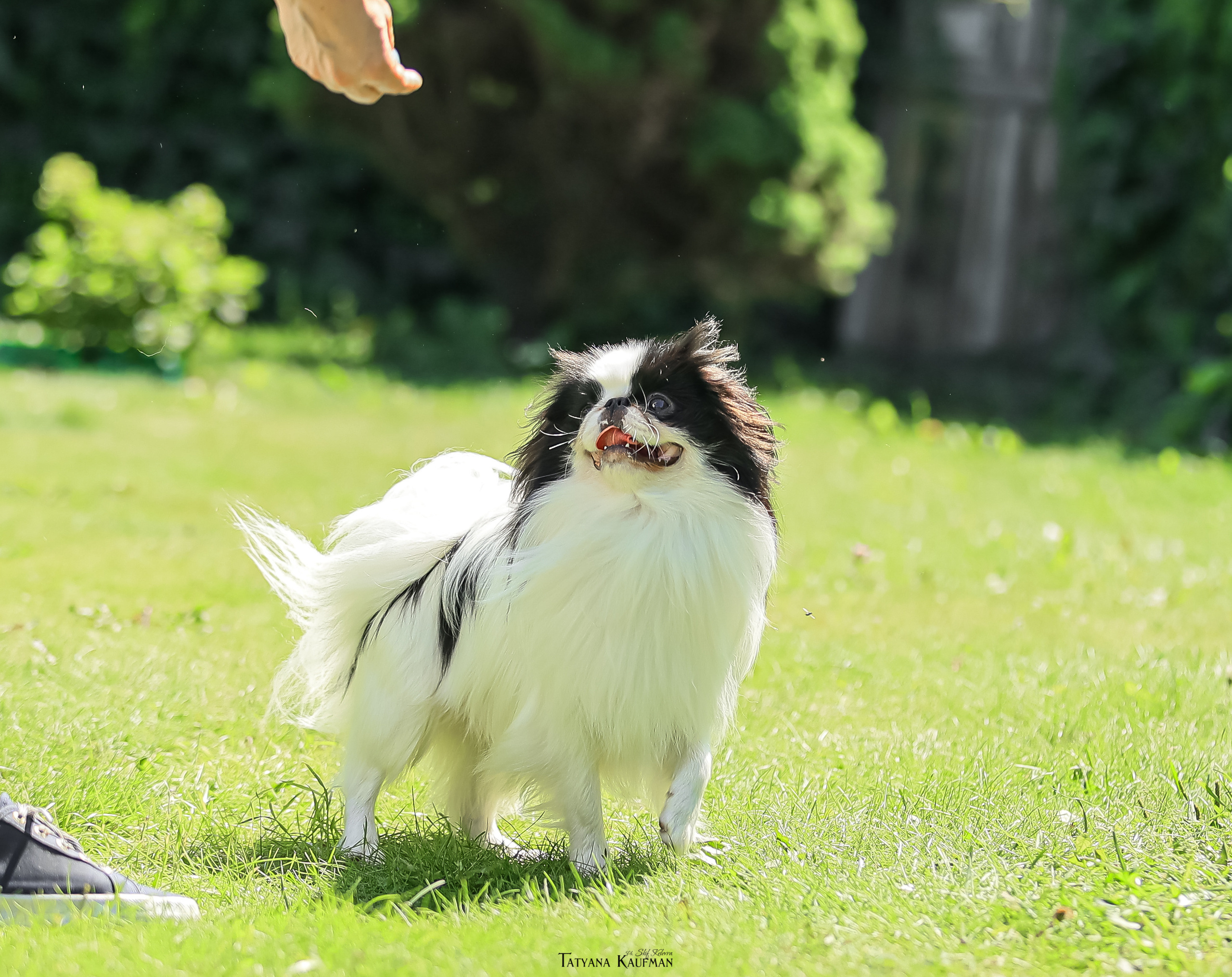 Японский хин, фотография японский хин, собака в цветах, красивая собака, фотограф анималист, фотокурс Анималистика, научиться фотографировать собак, фотограф Новосибирск