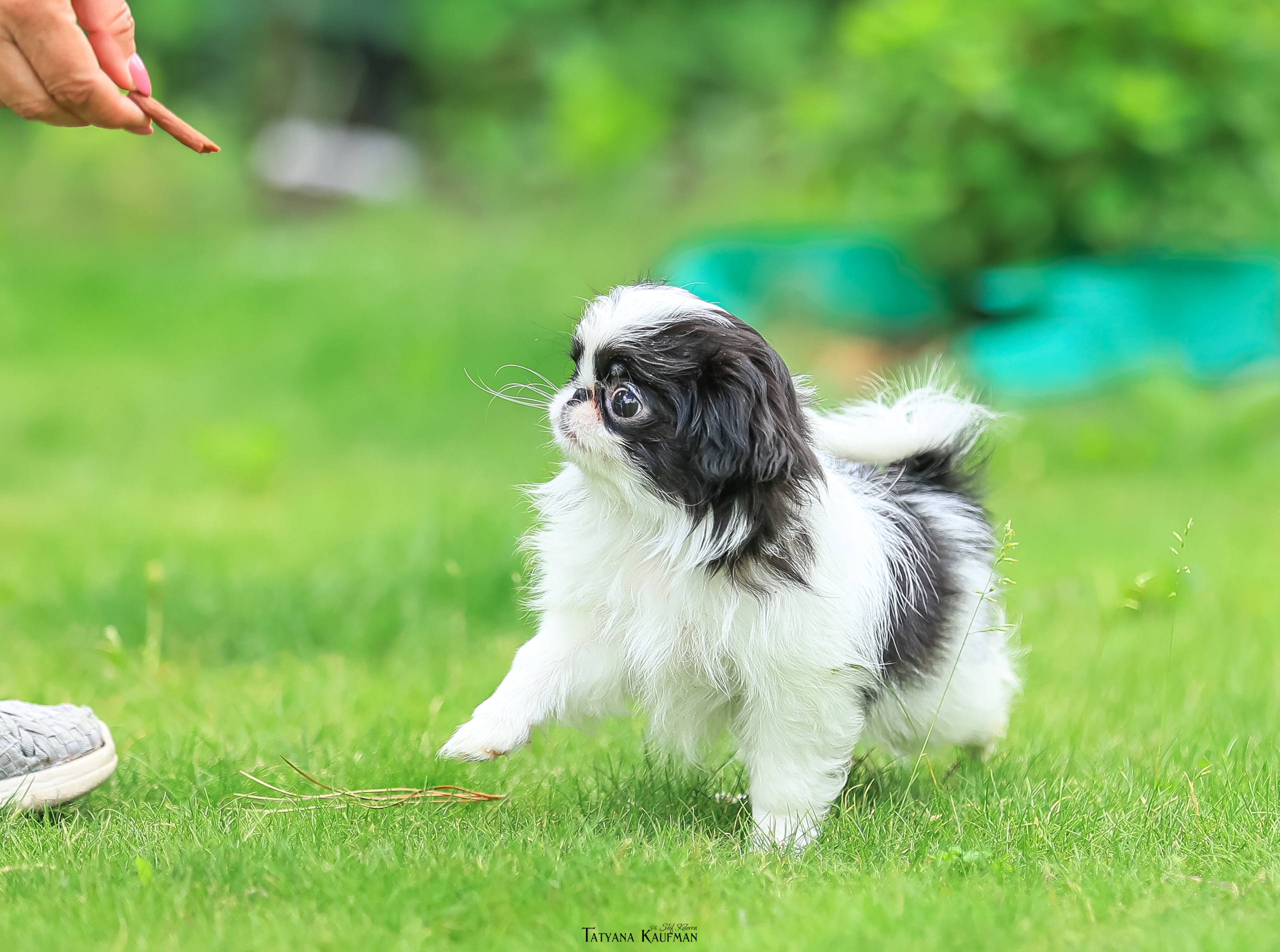 Фотосъемка японских хинов. Фотограф Анималист из Новосибирска Татьяна Кауфман