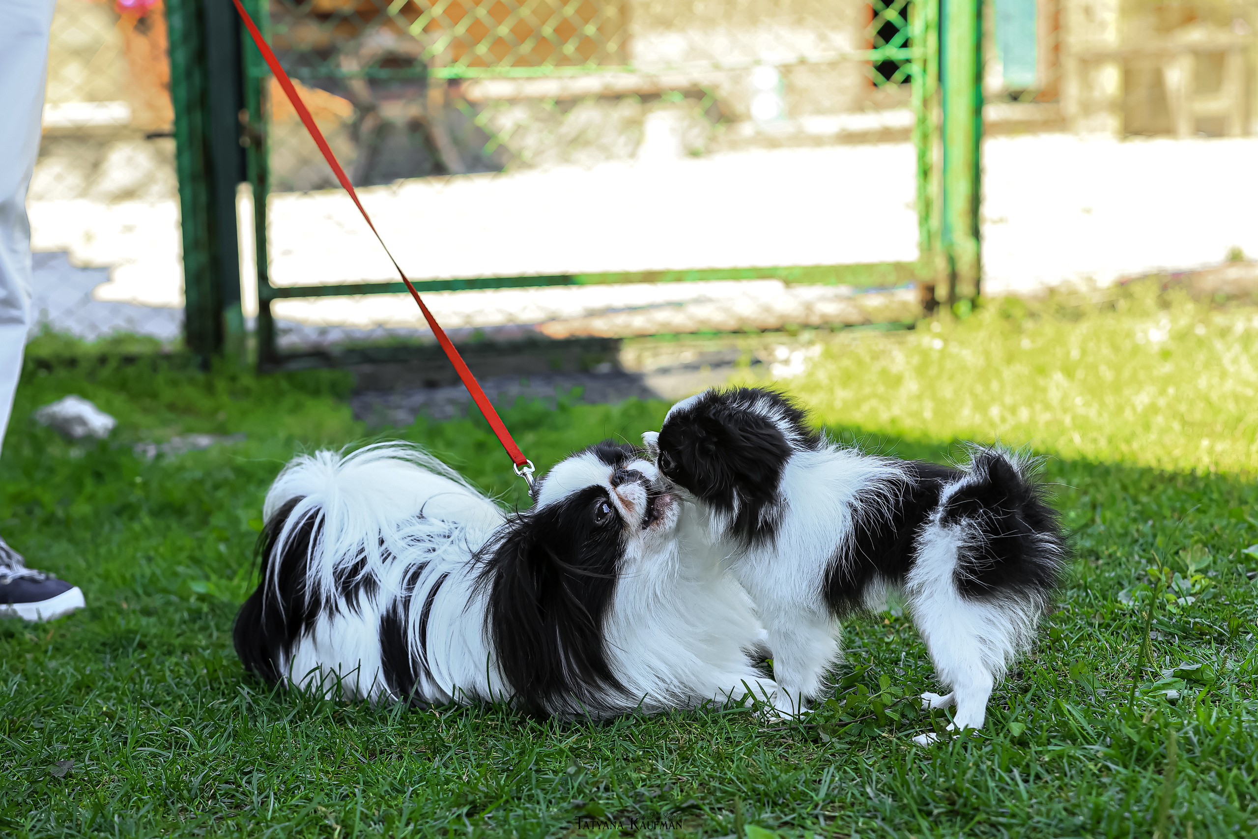 Японский хин, фотография японский хин, собака в цветах, красивая собака, фотограф анималист, фотокурс Анималистика, научиться фотографировать собак, фотограф Новосибирск