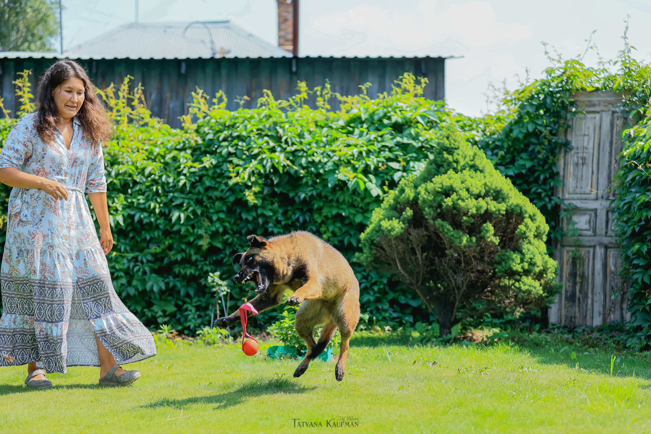 Фотосессия Малинуа. Фотограф Анималист из Новосибирска Татьяна Кауфман