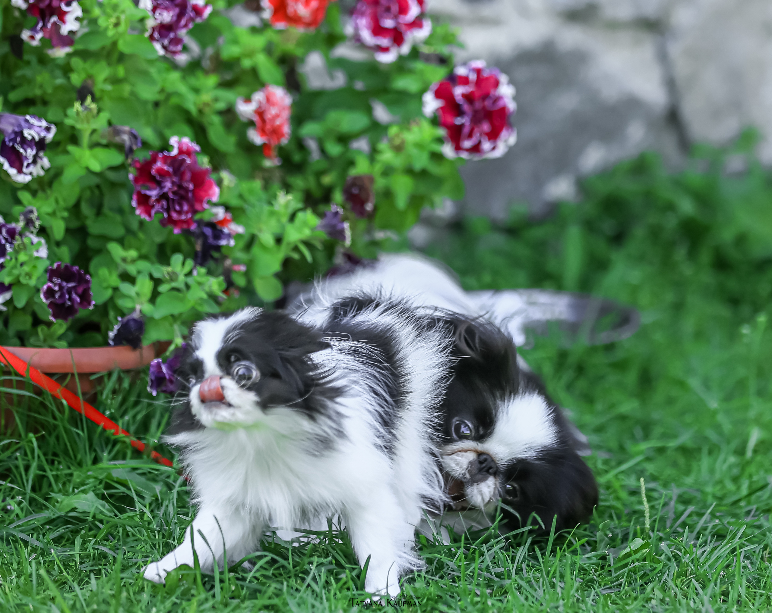 Японский хин, фотография японский хин, собака в цветах, красивая собака, фотограф анималист, фотокурс Анималистика, научиться фотографировать собак, фотограф Новосибирск