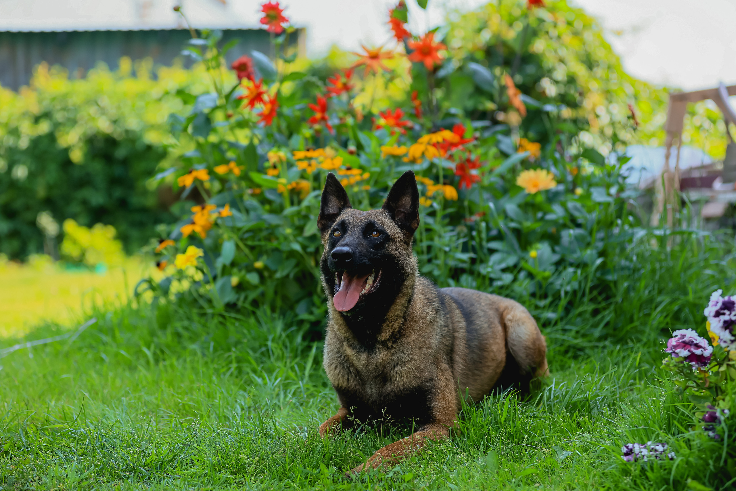 Фотосессия Малинуа. Фотограф Анималист из Новосибирска Татьяна Кауфман