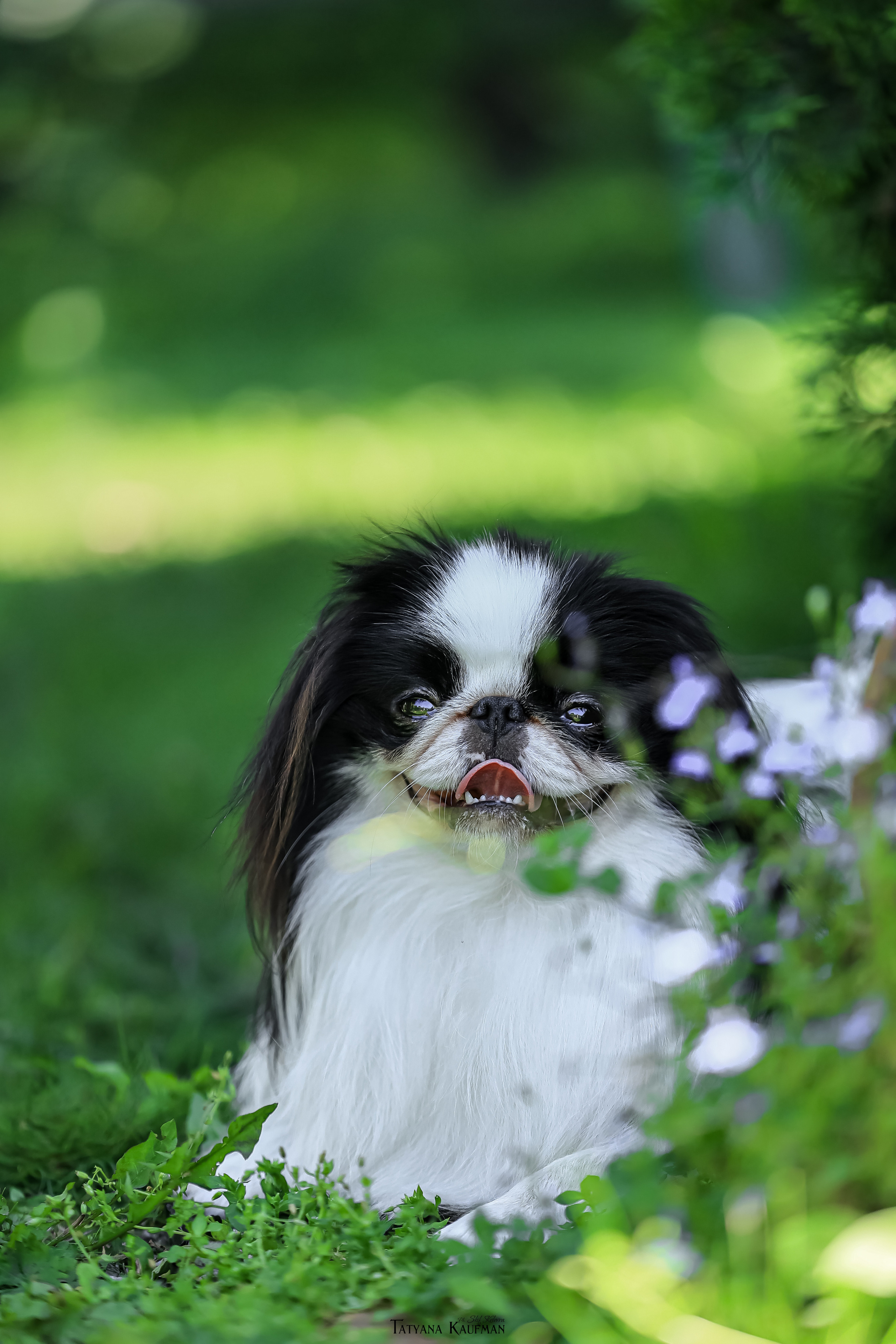 Японский хин, фотография японский хин, собака в цветах, красивая собака, фотограф анималист, фотокурс Анималистика, научиться фотографировать собак, фотограф Новосибирск