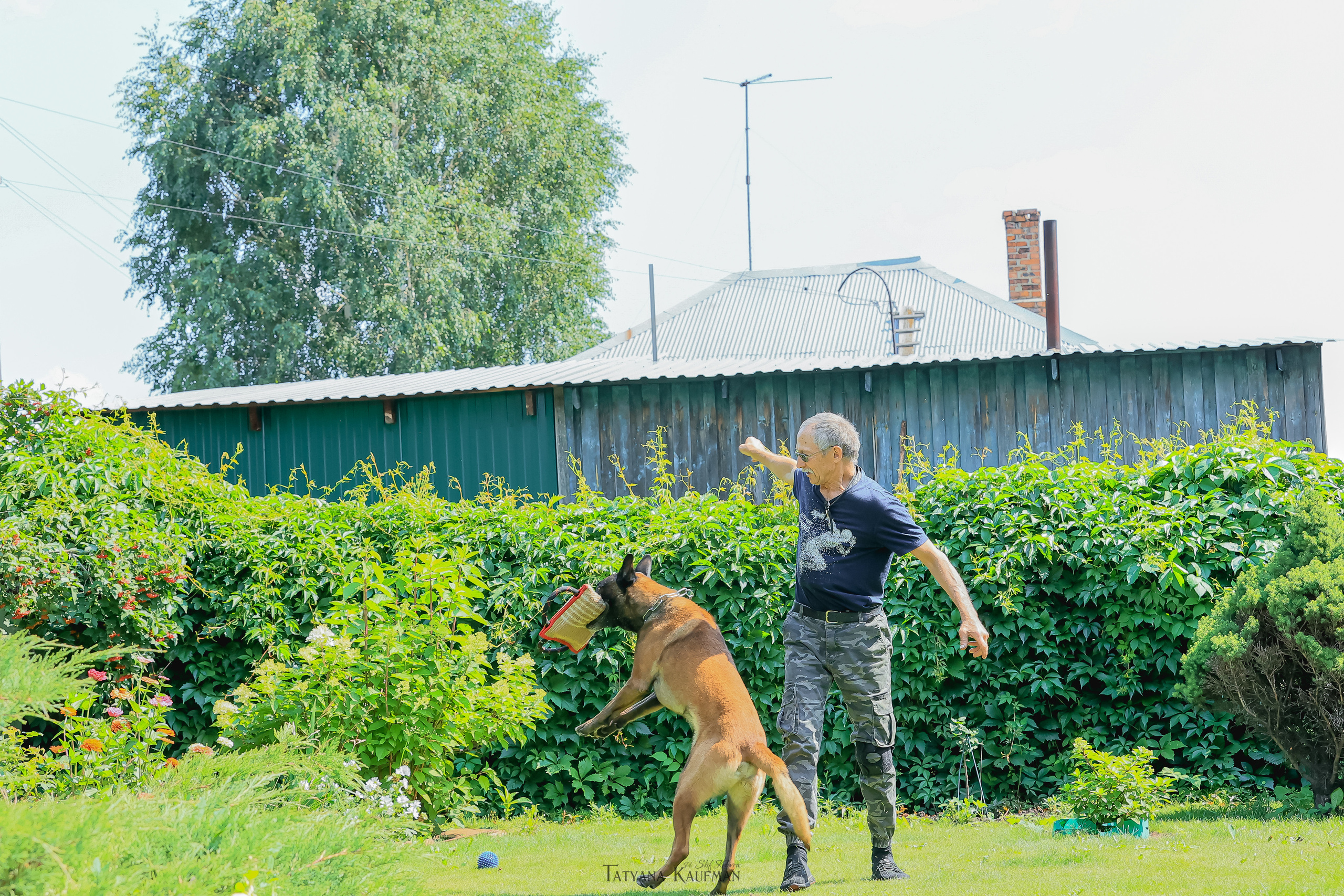 Фотосессия Малинуа. Фотограф Анималист из Новосибирска Татьяна Кауфман