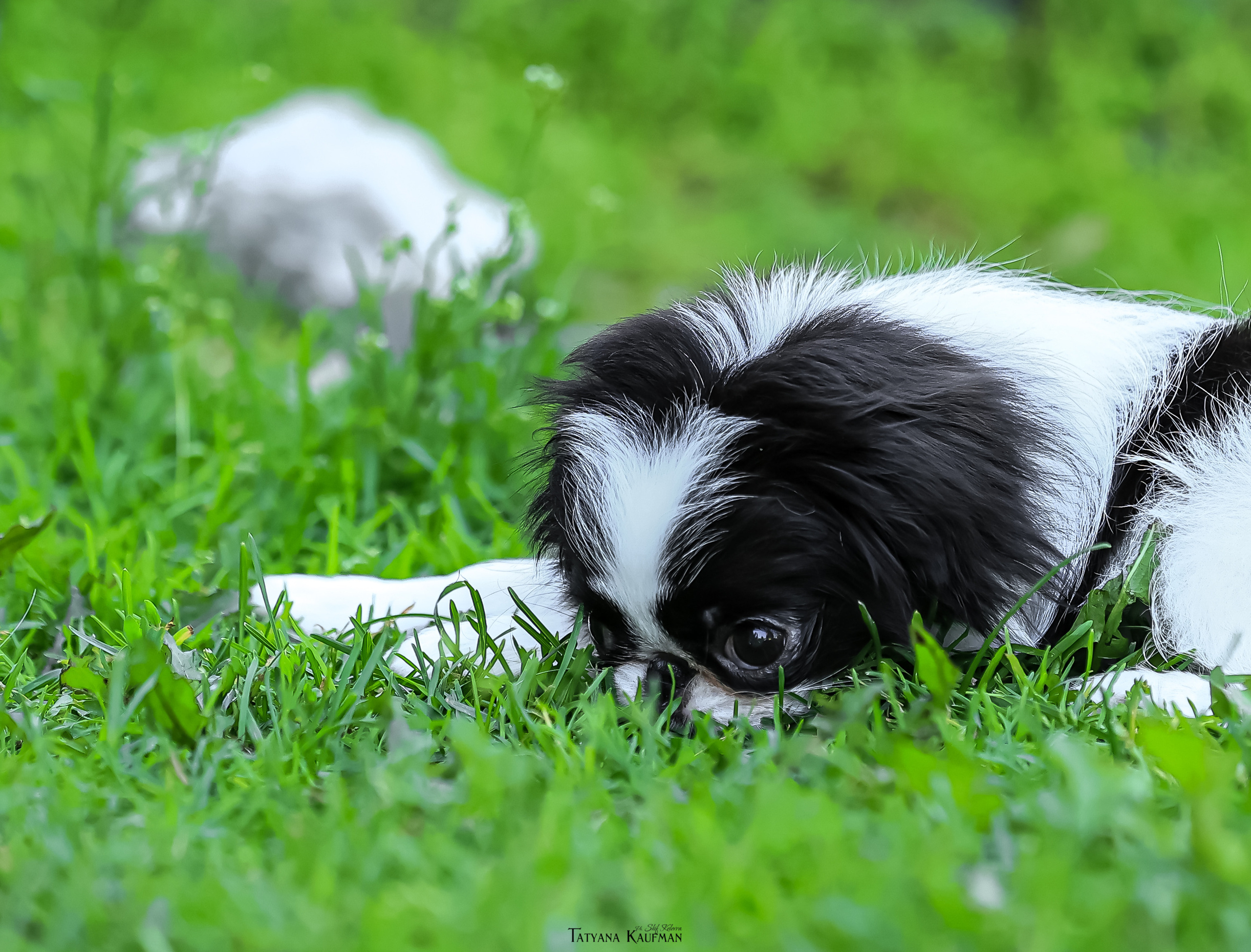 Японский хин, фотография японский хин, собака в цветах, красивая собака, фотограф анималист, фотокурс Анималистика, научиться фотографировать собак, фотограф Новосибирск