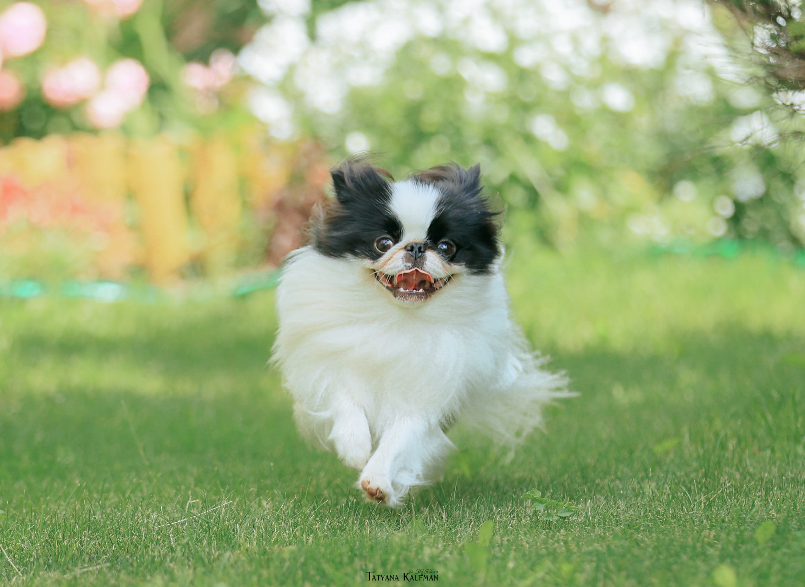 Фотосъемка японских хинов. Фотограф Анималист из Новосибирска Татьяна Кауфман