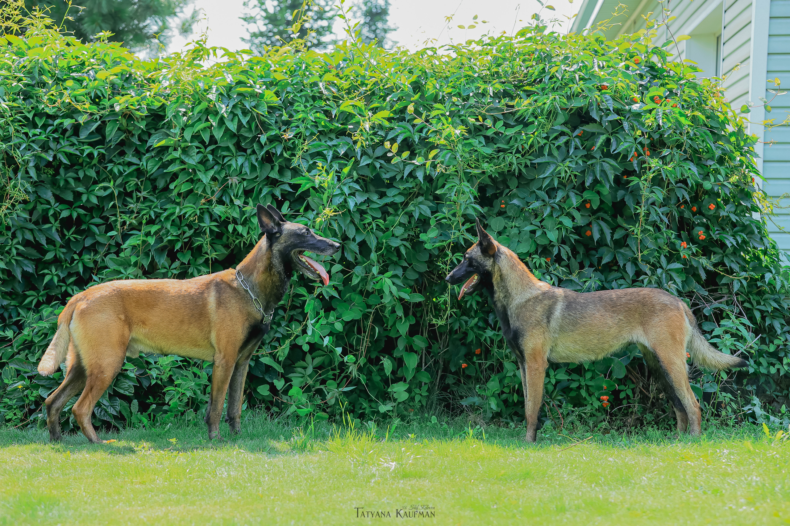 Фотосессия Малинуа. Фотограф Анималист из Новосибирска Татьяна Кауфман