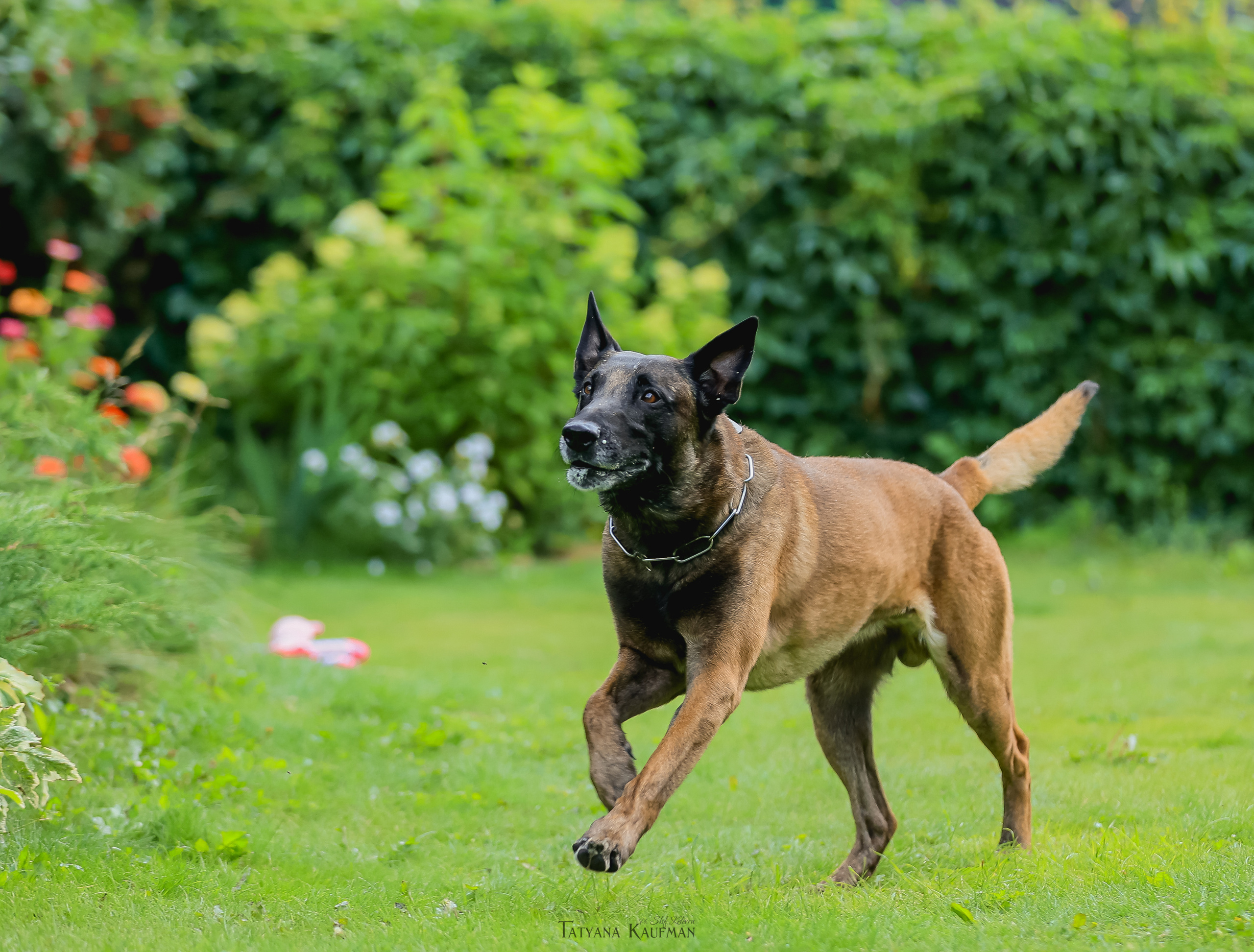 Фотосессия Малинуа. Фотограф Анималист из Новосибирска Татьяна Кауфман