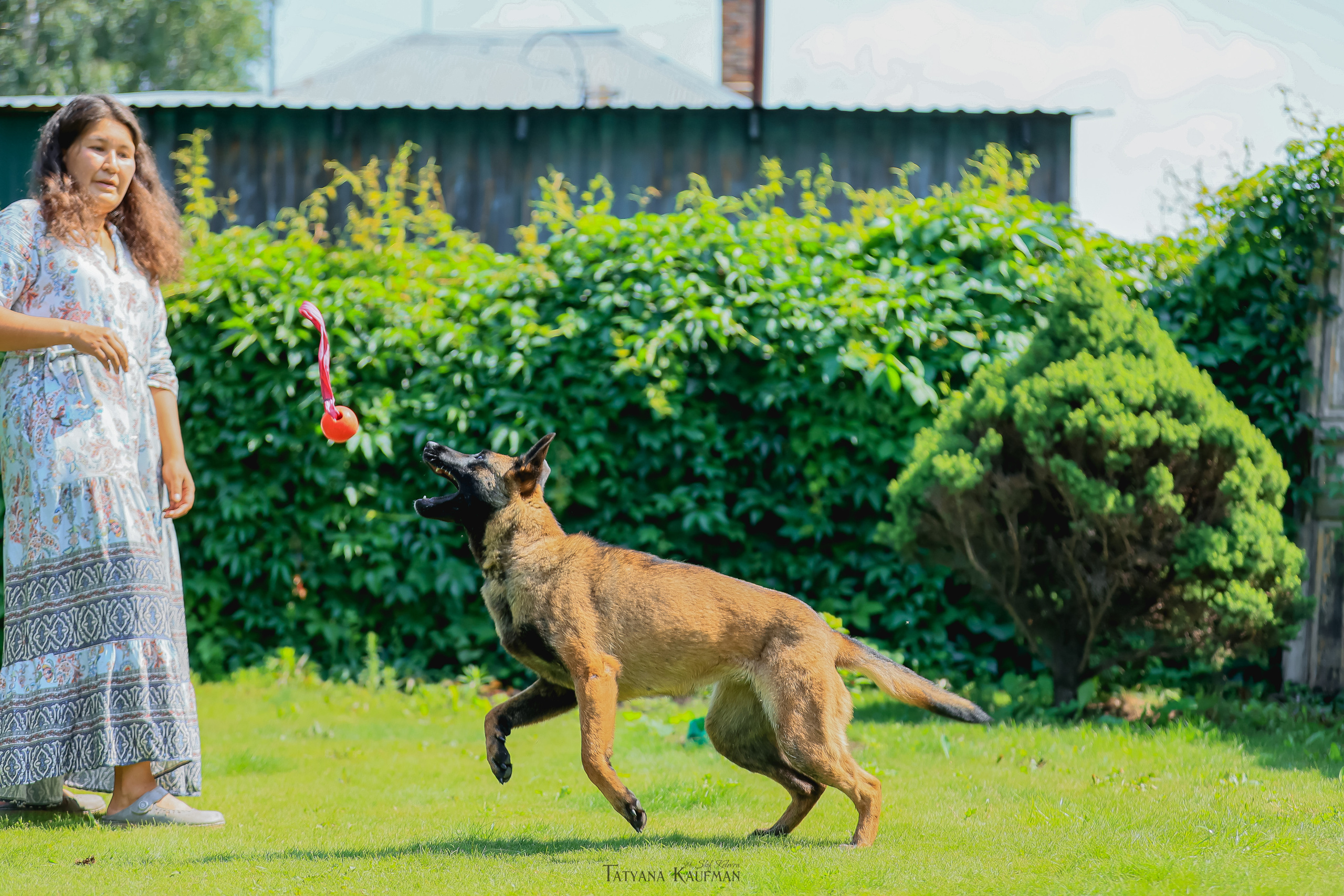Фотосессия Малинуа. Фотограф Анималист из Новосибирска Татьяна Кауфман
