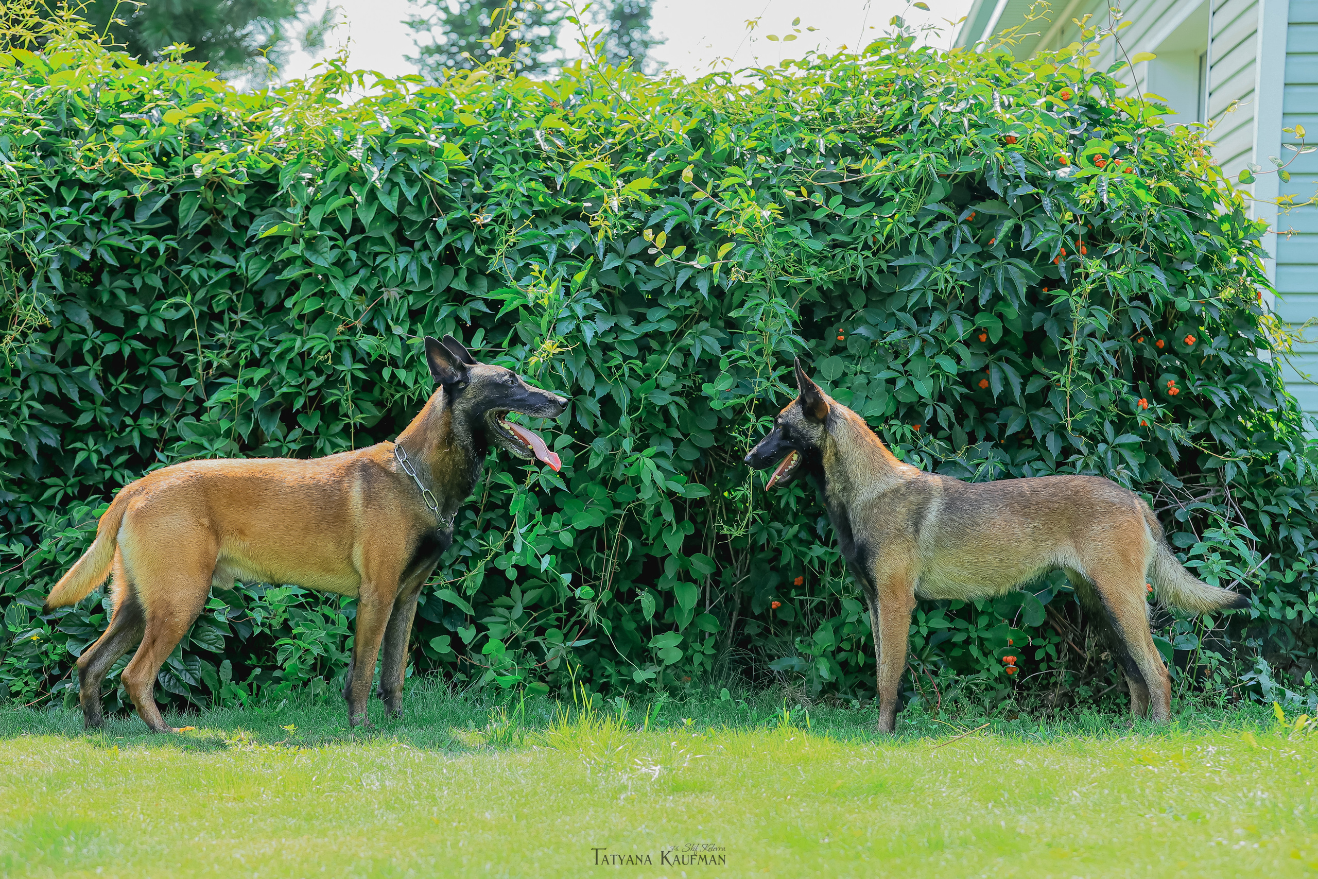 Фотосессия Малинуа. Фотограф Анималист из Новосибирска Татьяна Кауфман