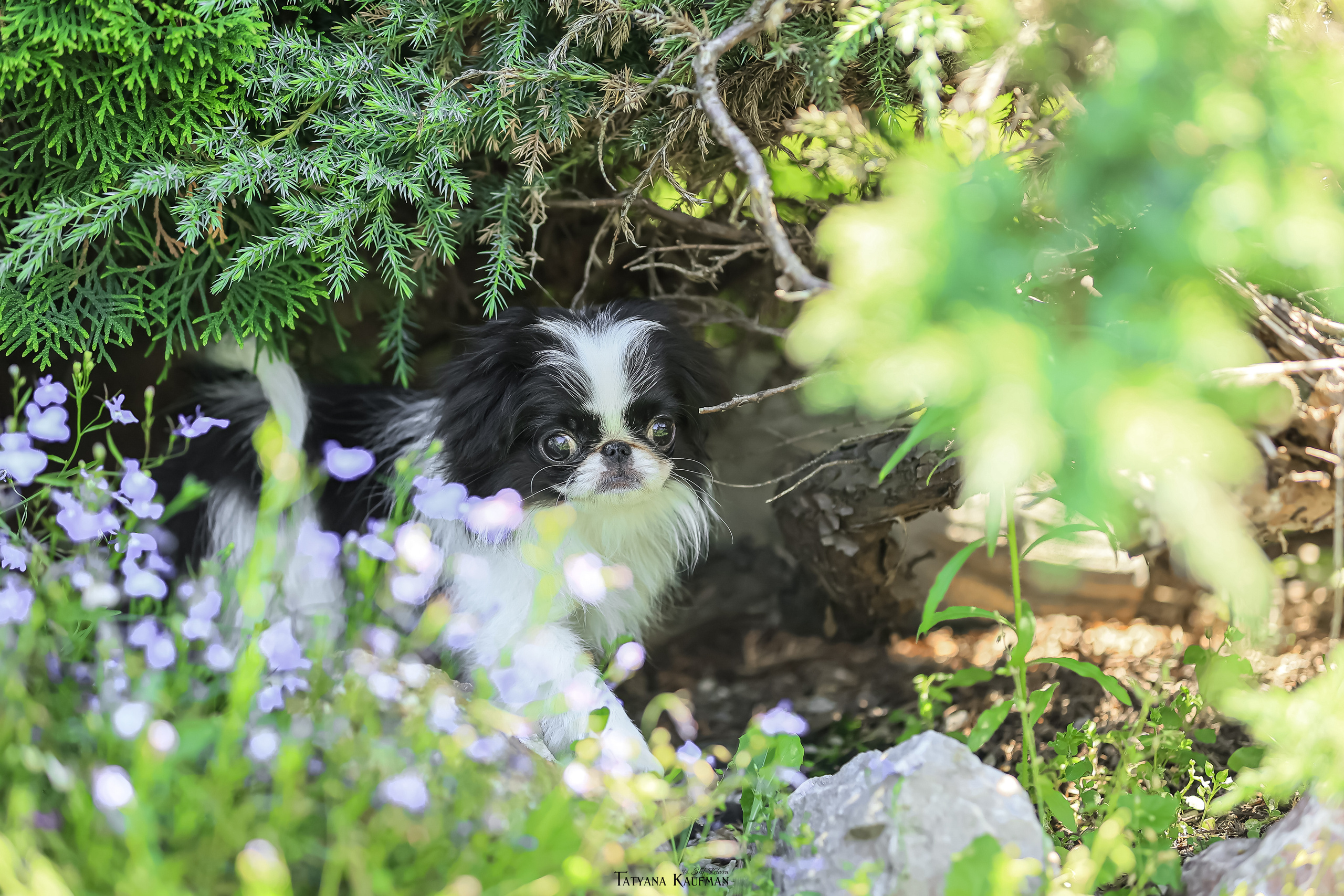 Японский хин, фотография японский хин, собака в цветах, красивая собака, фотограф анималист, фотокурс Анималистика, научиться фотографировать собак, фотограф Новосибирск