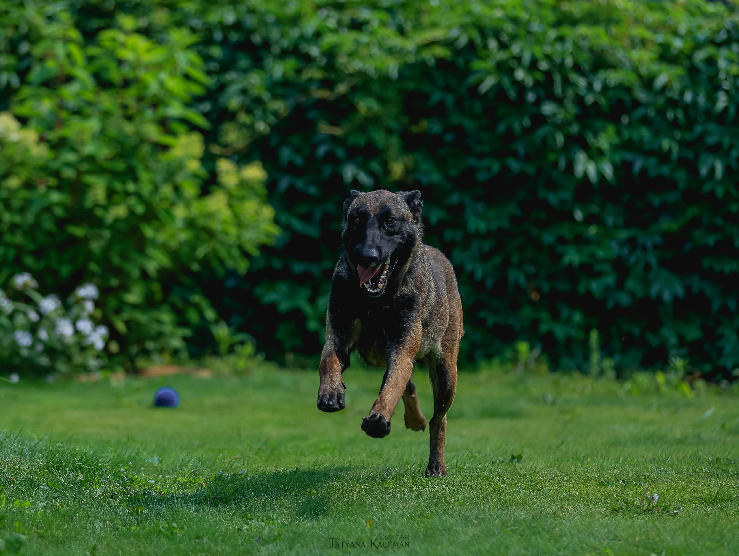 Фотосессия Малинуа. Фотограф Анималист из Новосибирска Татьяна Кауфман