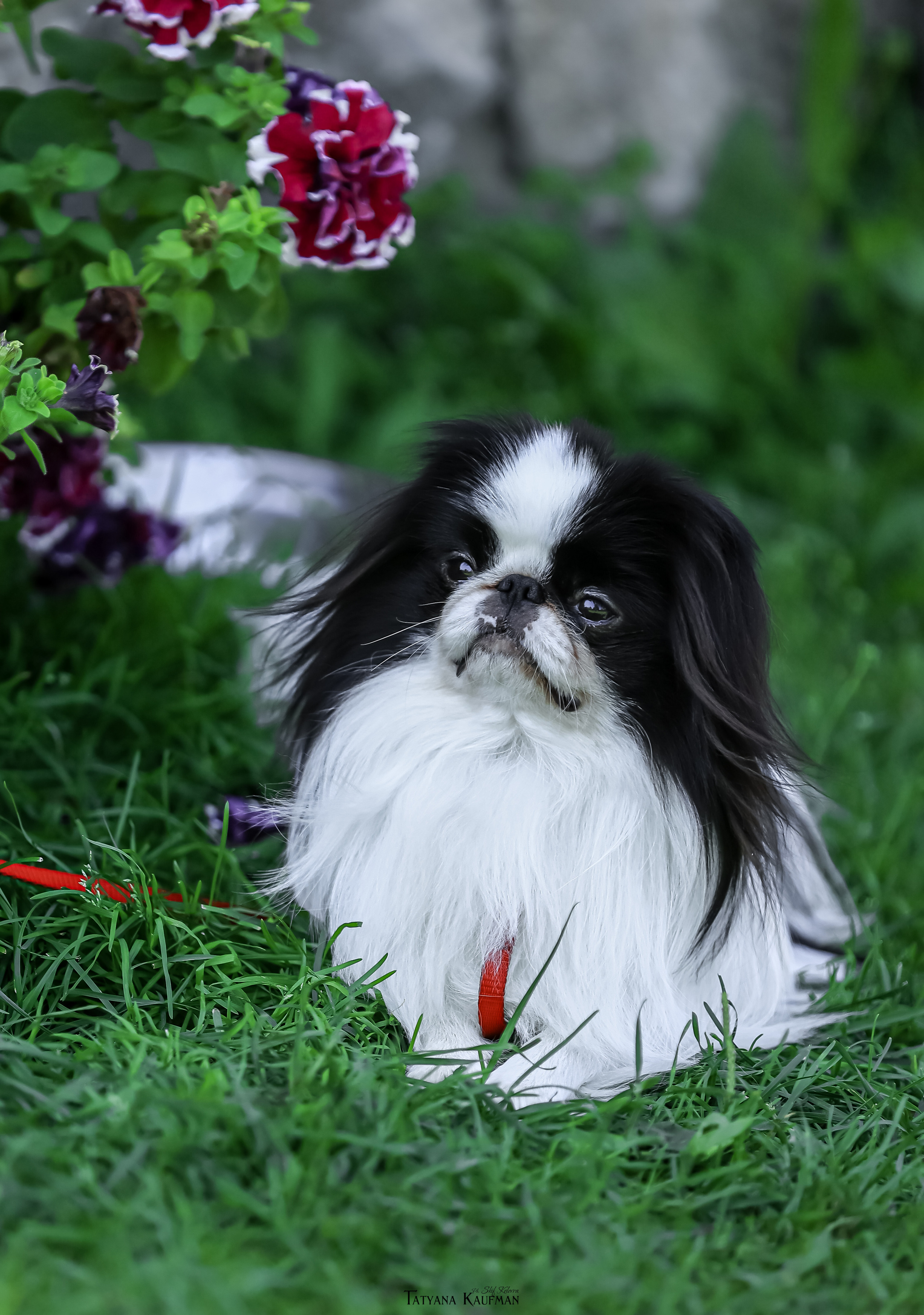 Японский хин, фотография японский хин, собака в цветах, красивая собака, фотограф анималист, фотокурс Анималистика, научиться фотографировать собак, фотограф Новосибирск