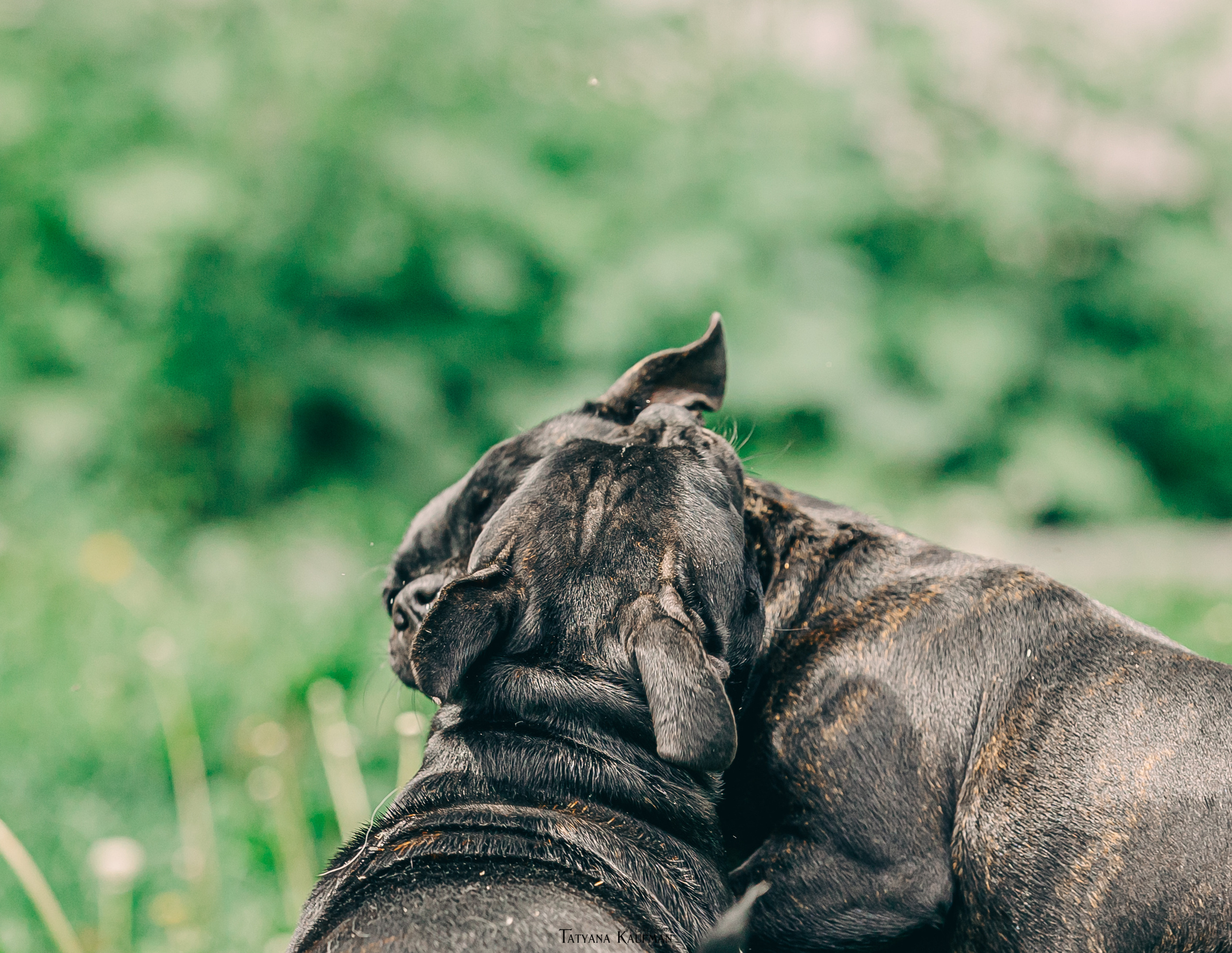 Фотосъемка стаффи. Фотограф Анималист из Новосибирска Татьяна Кауфман