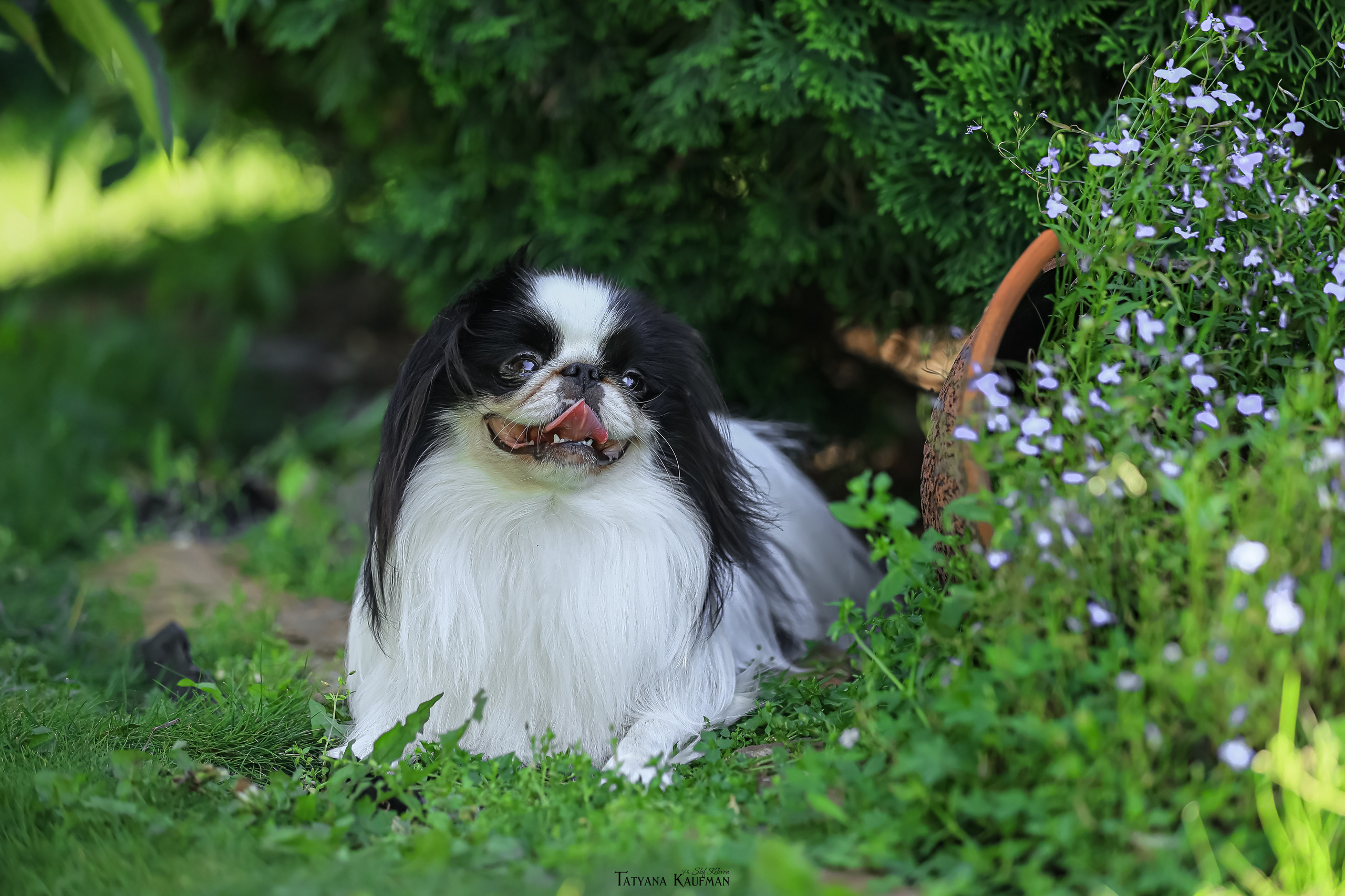 Японский хин, фотография японский хин, собака в цветах, красивая собака, фотограф анималист, фотокурс Анималистика, научиться фотографировать собак, фотограф Новосибирск
