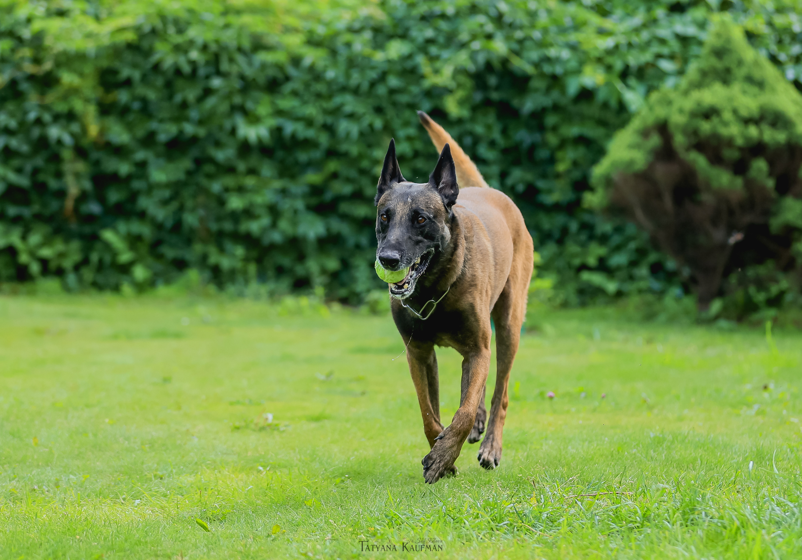 Фотосессия Малинуа. Фотограф Анималист из Новосибирска Татьяна Кауфман