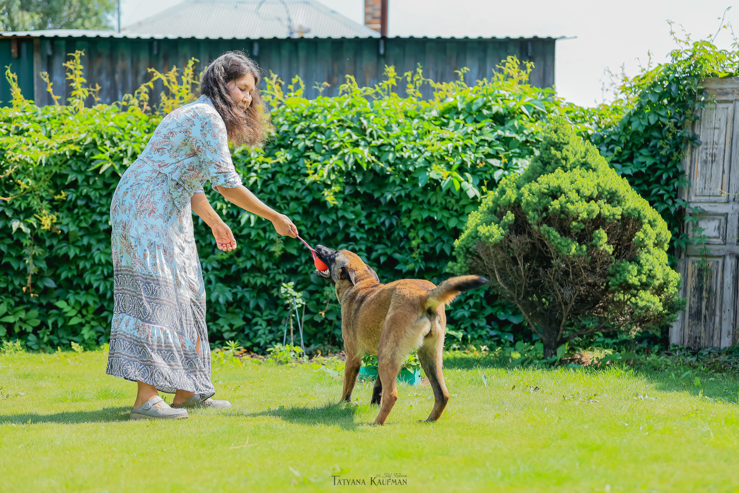 Фотосессия Малинуа. Фотограф Анималист из Новосибирска Татьяна Кауфман