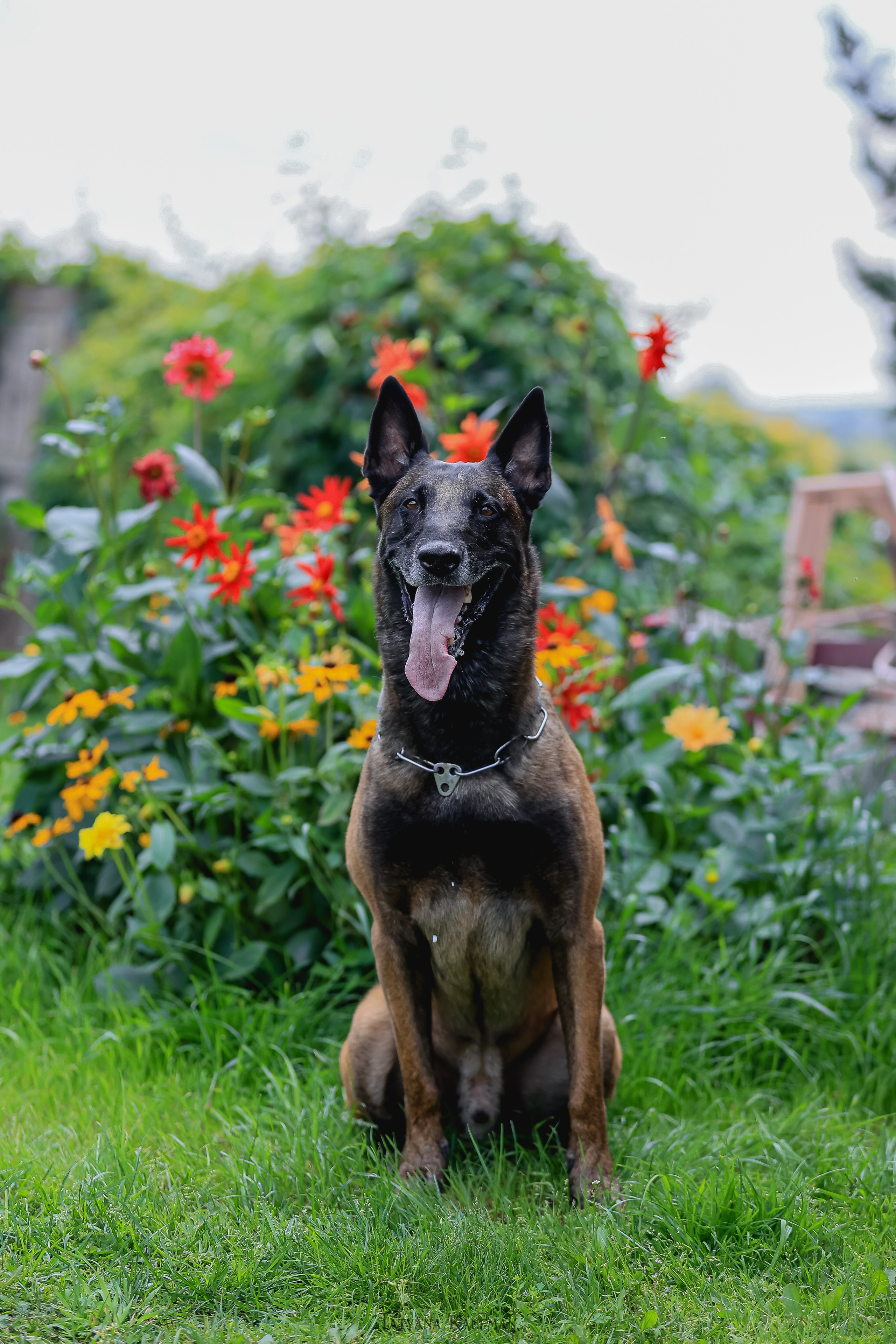 Фотосессия Малинуа. Фотограф Анималист из Новосибирска Татьяна Кауфман