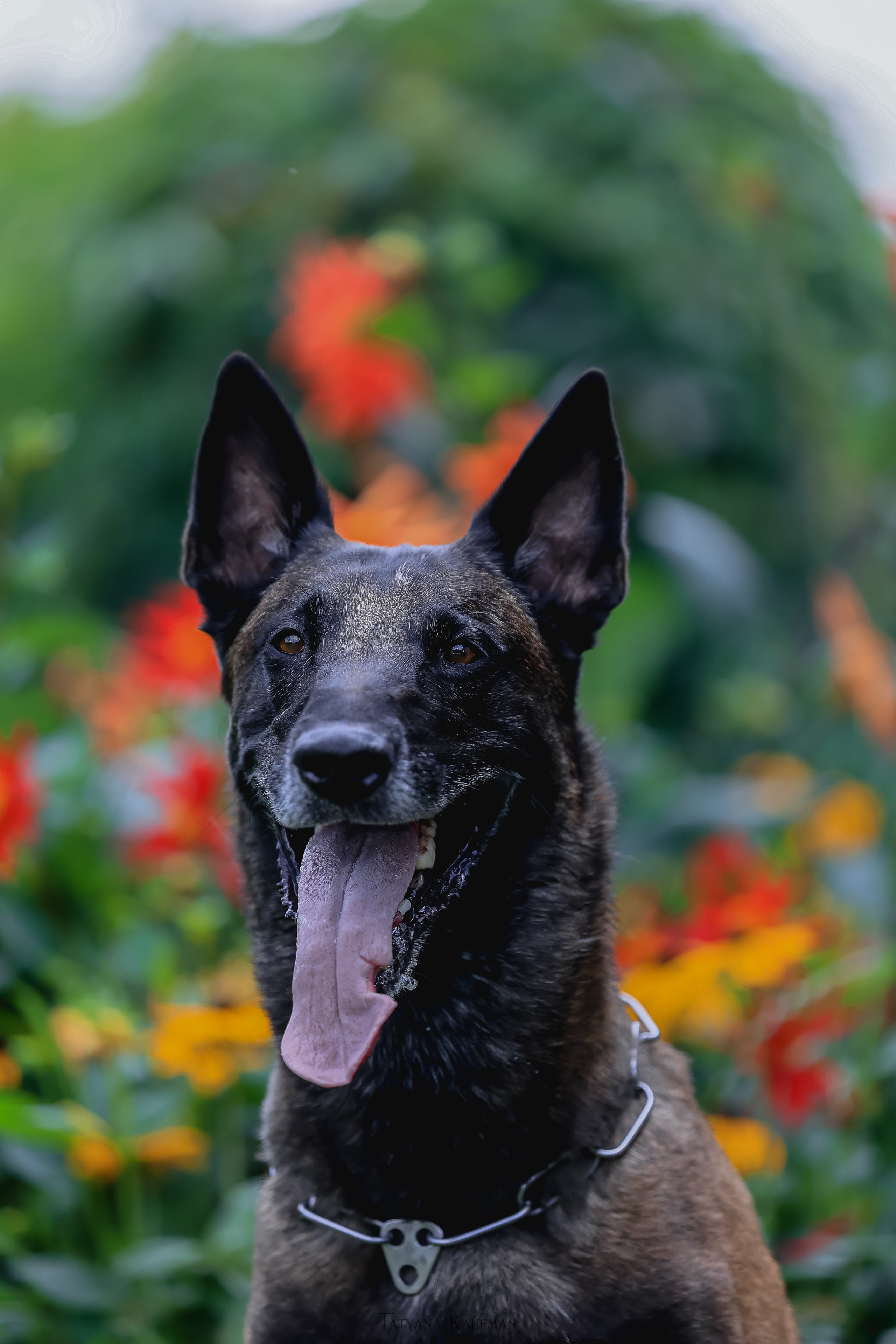 Фотосессия Малинуа. Фотограф Анималист из Новосибирска Татьяна Кауфман