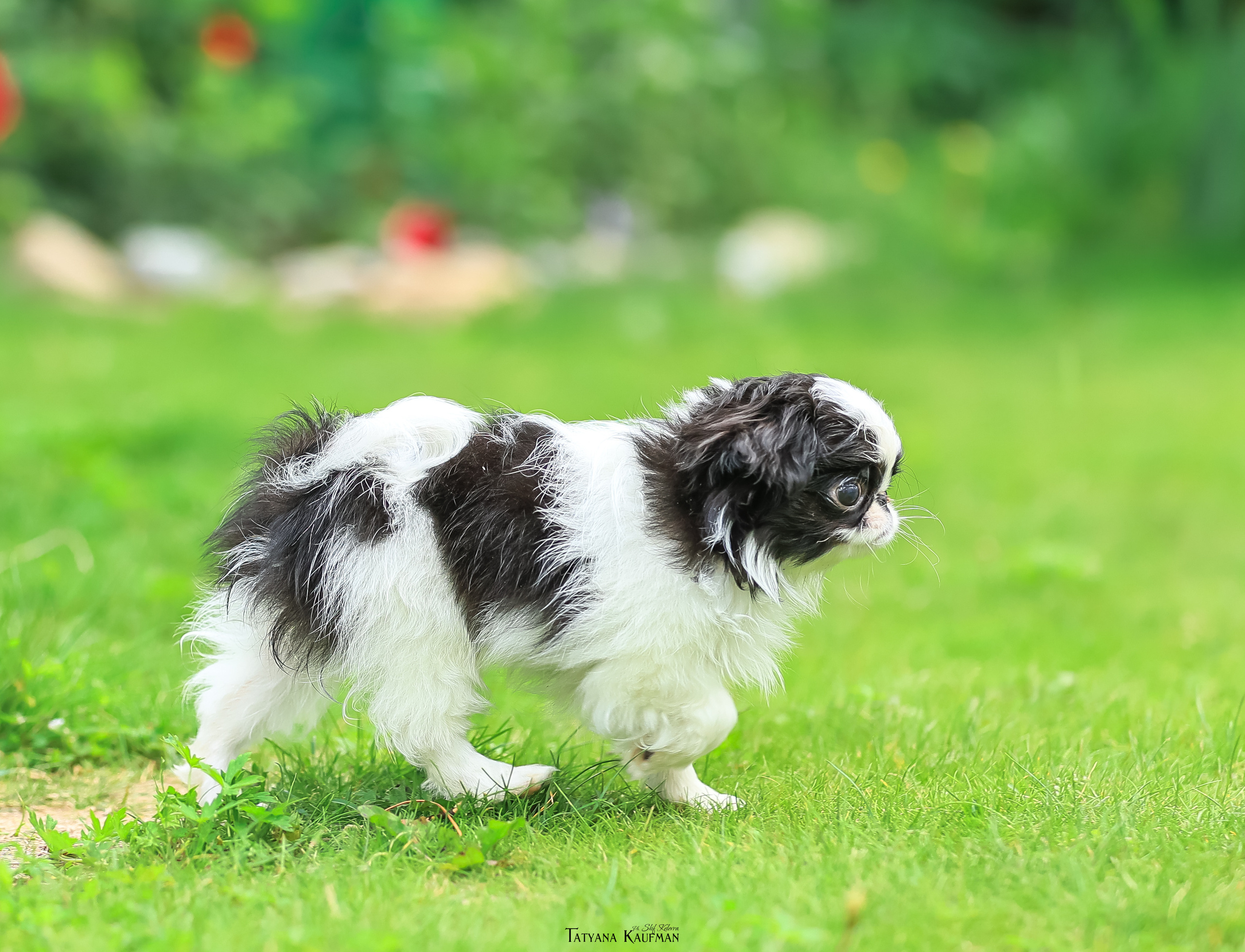 Фотосъемка японских хинов. Фотограф Анималист из Новосибирска Татьяна Кауфман