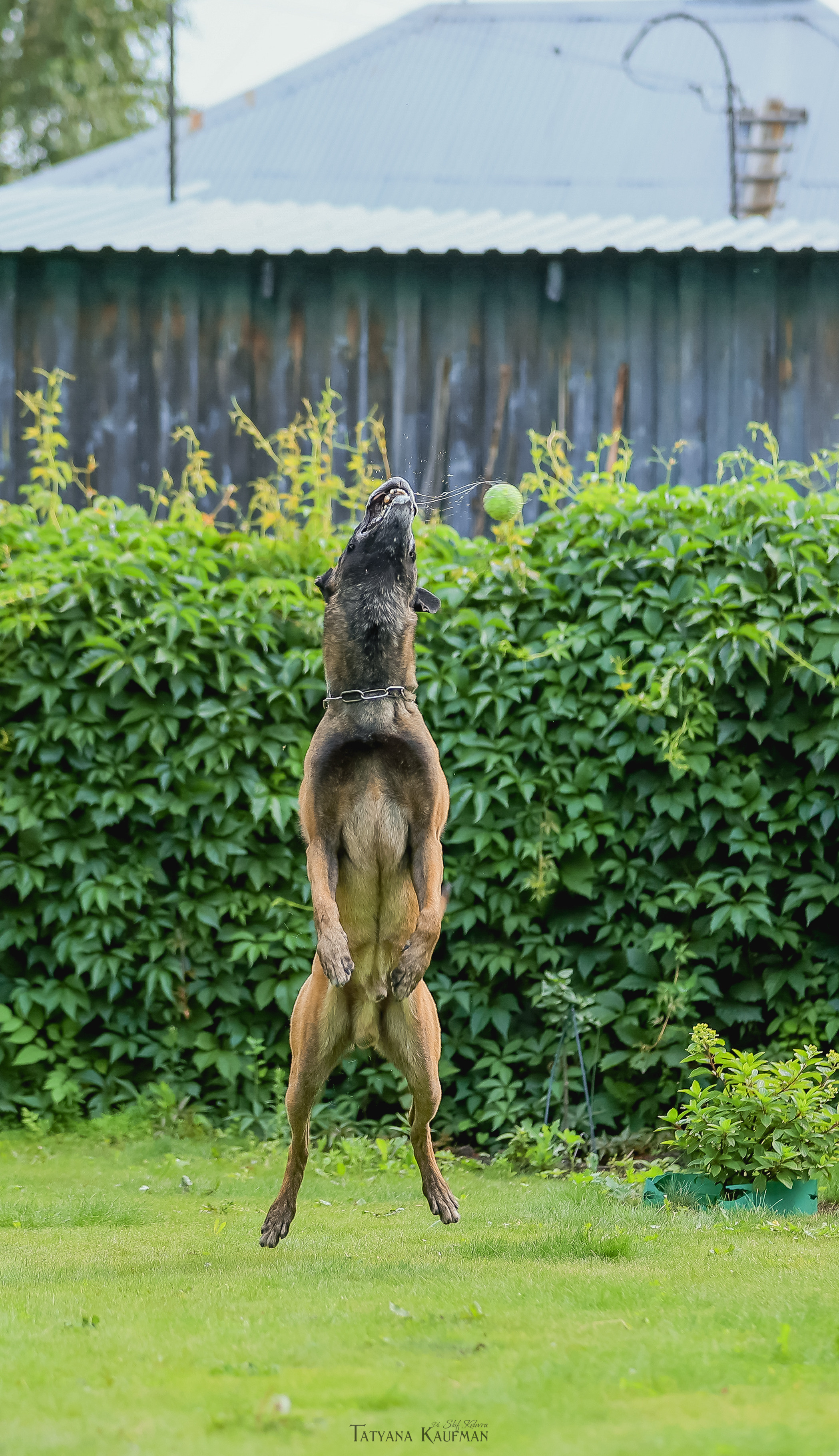 Фотосессия Малинуа. Фотограф Анималист из Новосибирска Татьяна Кауфман