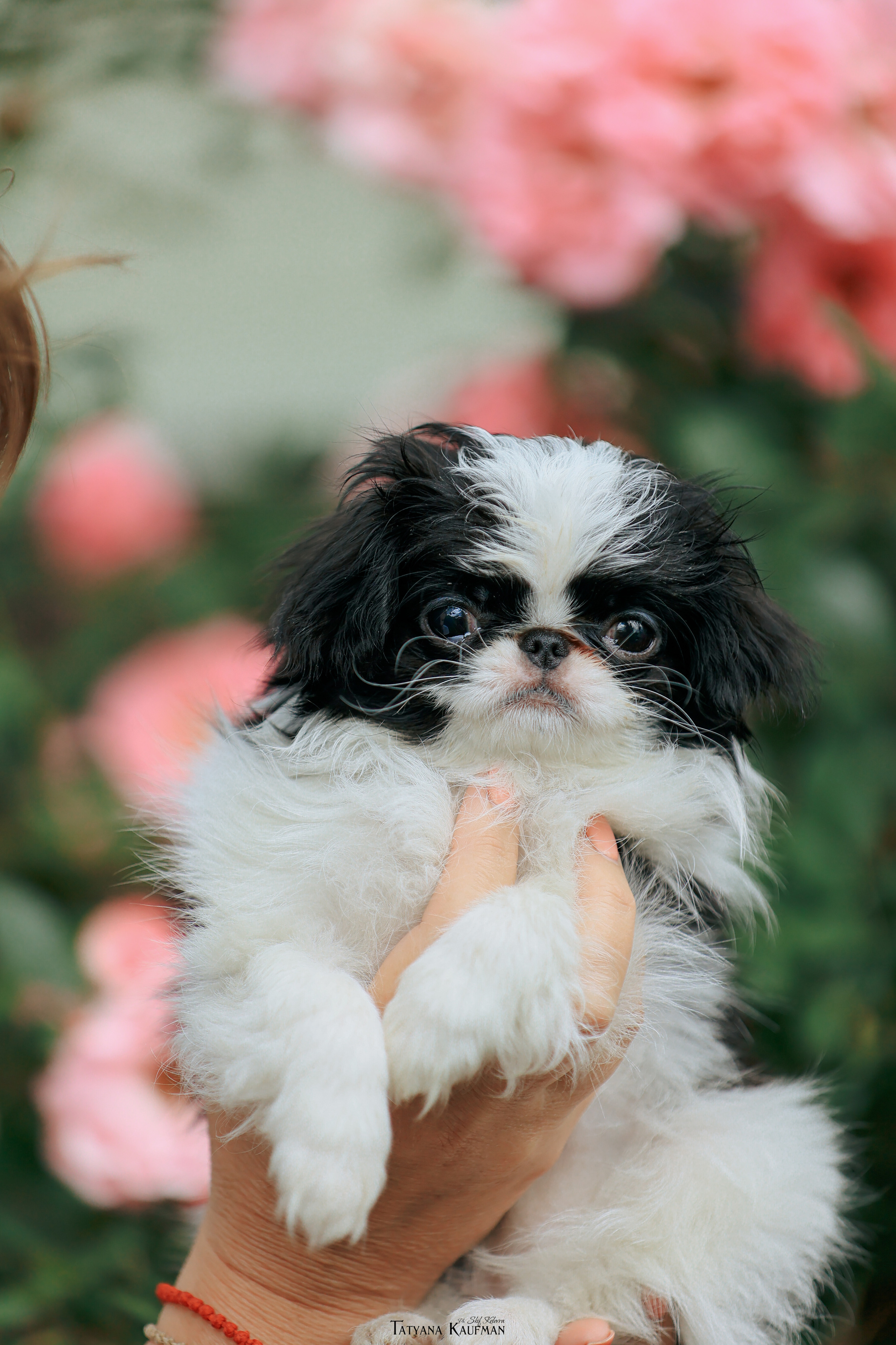 Фотосъемка японских хинов. Фотограф Анималист из Новосибирска Татьяна Кауфман