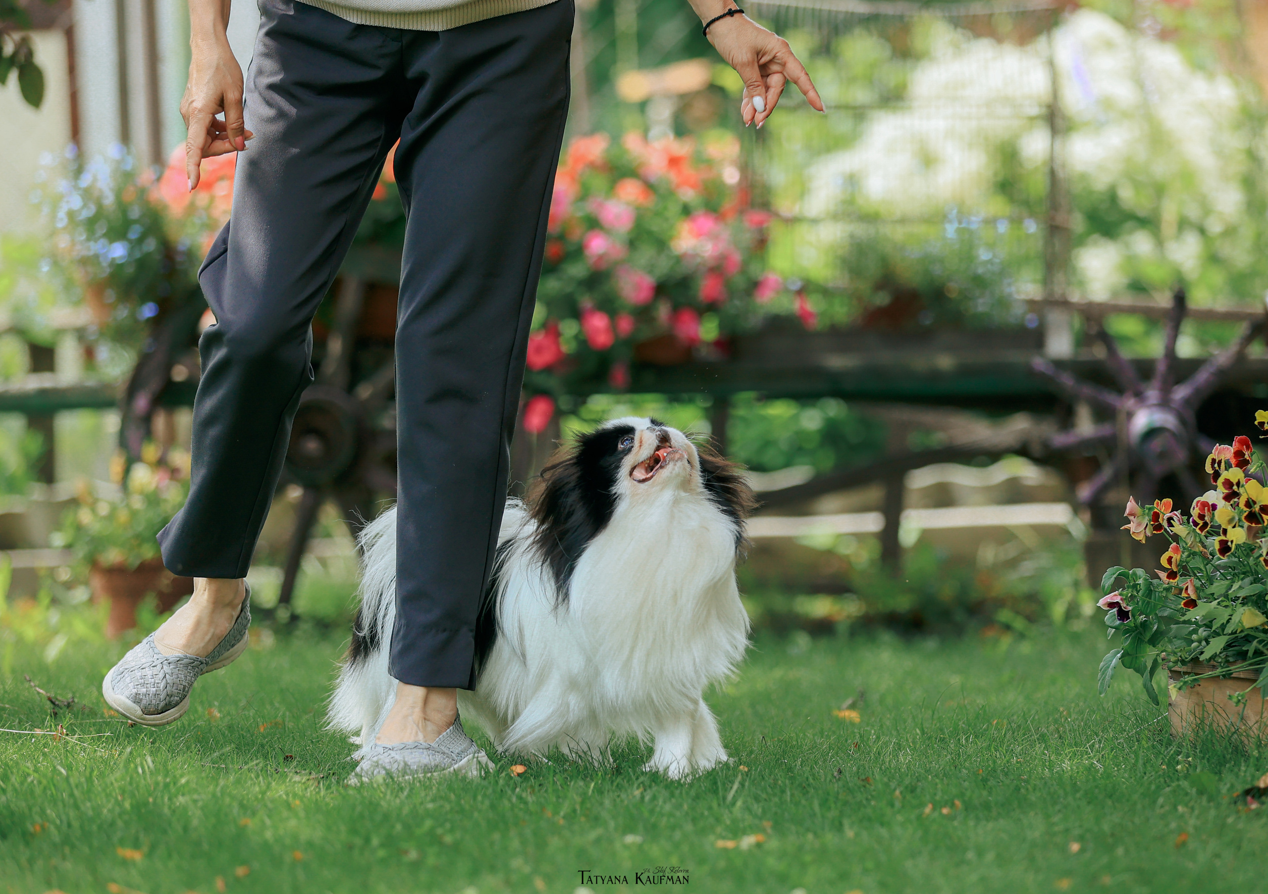Фотосъемка японских хинов. Фотограф Анималист из Новосибирска Татьяна Кауфман