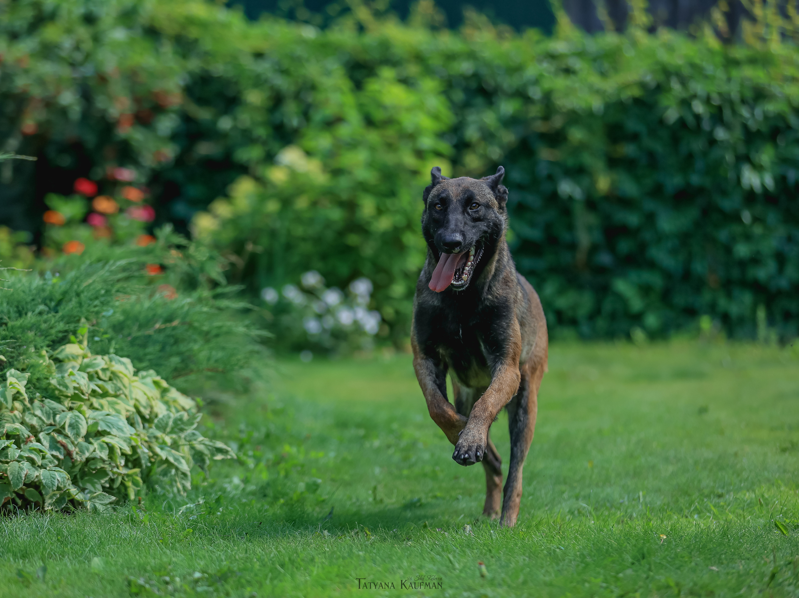 Фотосессия Малинуа. Фотограф Анималист из Новосибирска Татьяна Кауфман