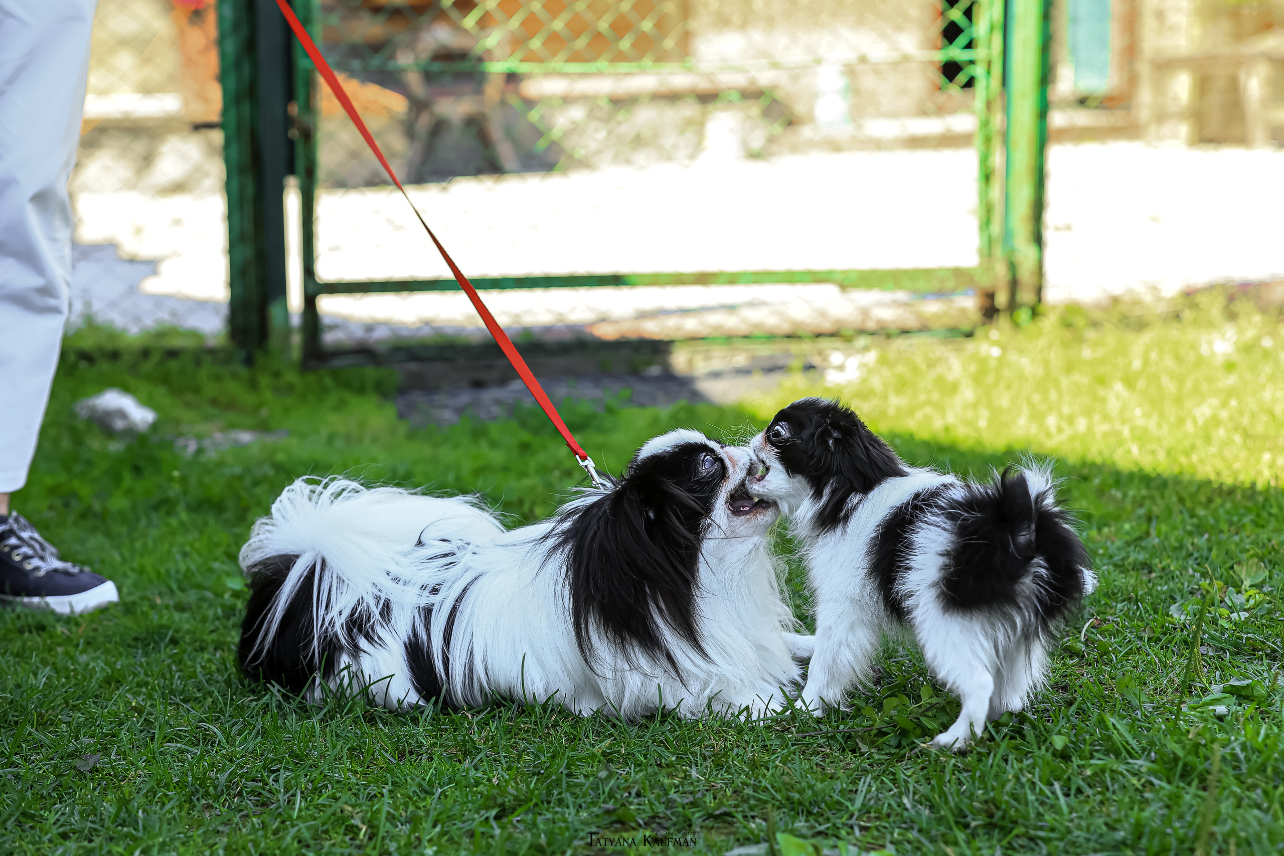 Японский хин, фотография японский хин, собака в цветах, красивая собака, фотограф анималист, фотокурс Анималистика, научиться фотографировать собак, фотограф Новосибирск