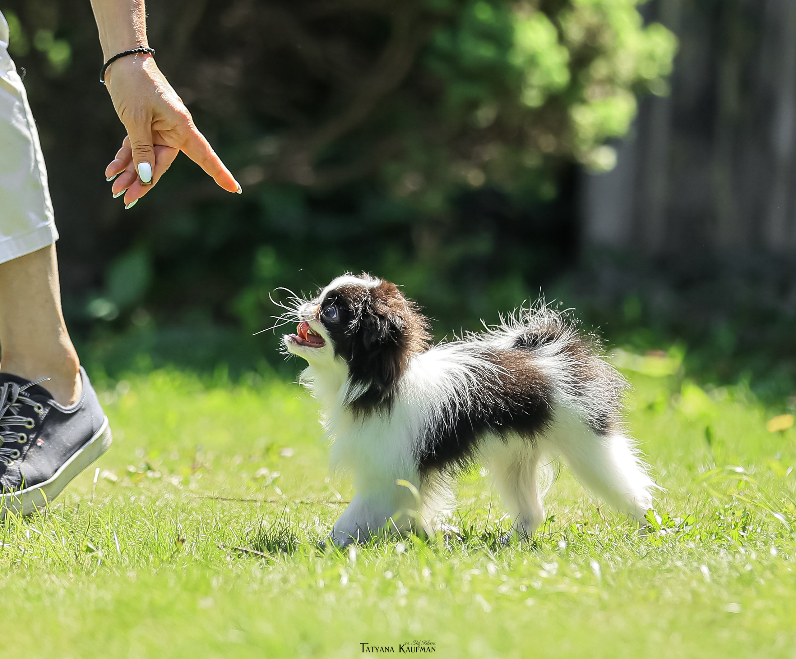 Японский хин, фотография японский хин, собака в цветах, красивая собака, фотограф анималист, фотокурс Анималистика, научиться фотографировать собак, фотограф Новосибирск