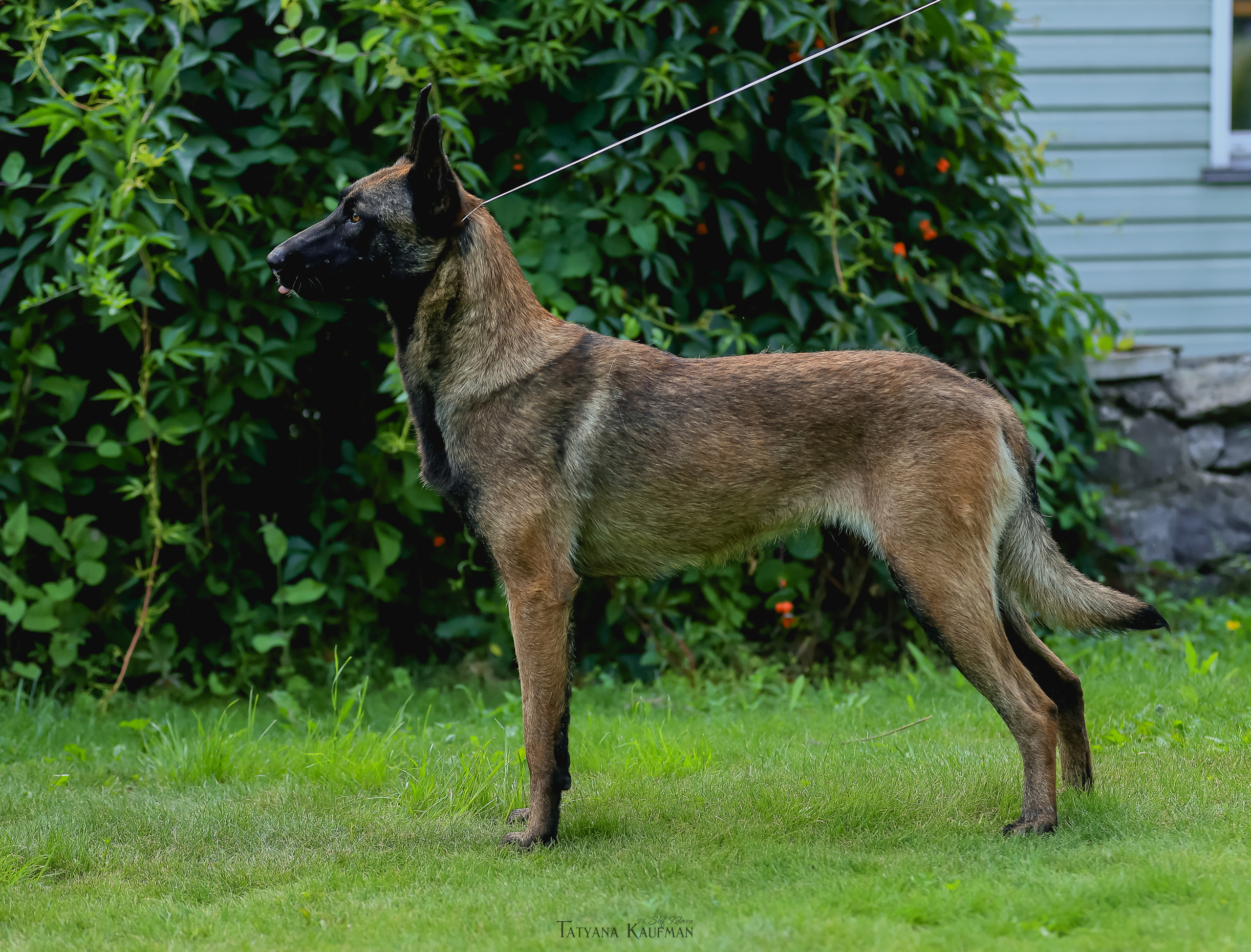 Фотосессия Малинуа. Фотограф Анималист из Новосибирска Татьяна Кауфман