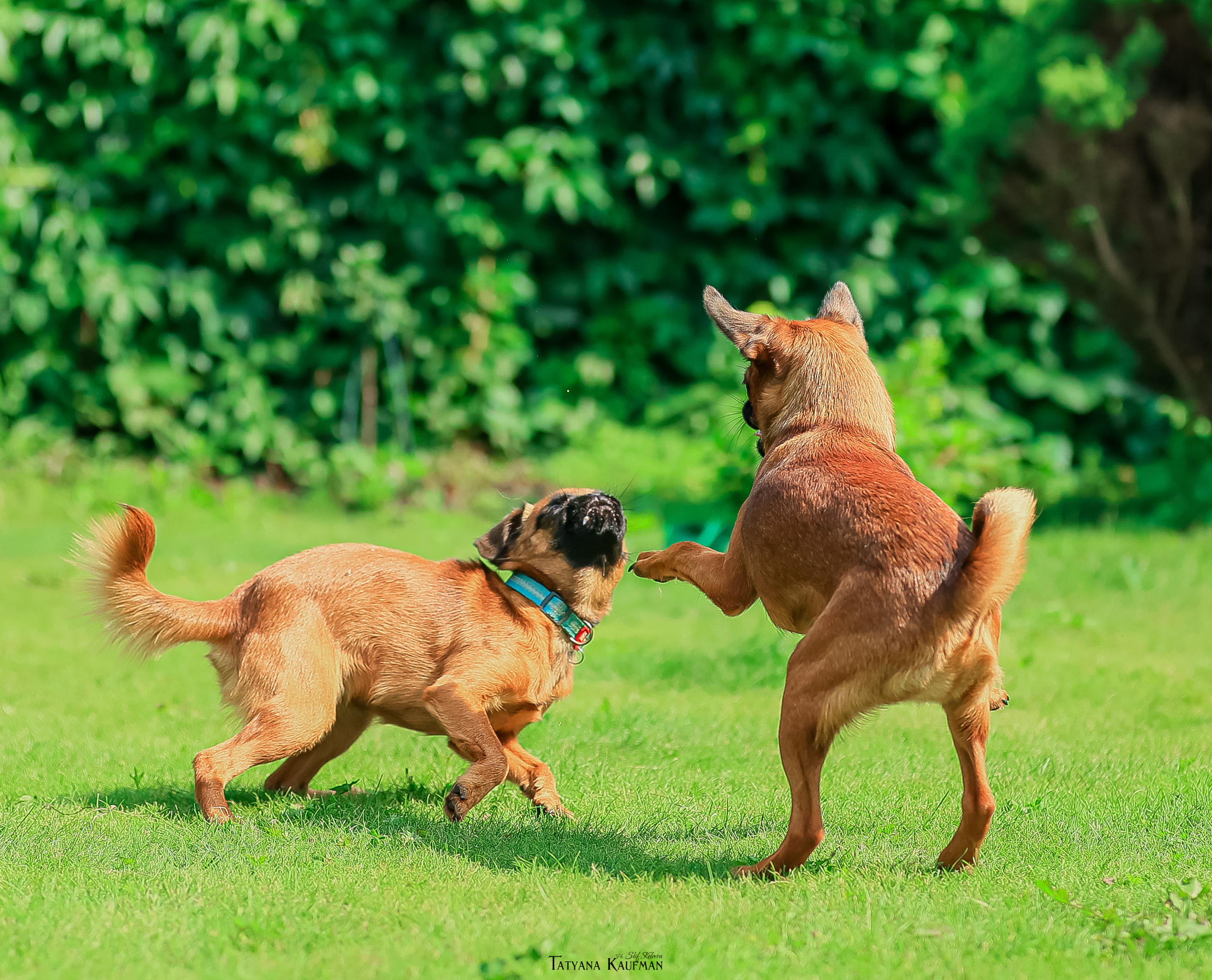 Малый брабансон, фотография брабансон, красивая собака, фотограф анималист, фотокурс Анималистика, научиться фотографировать собак, фотограф Новосибирск