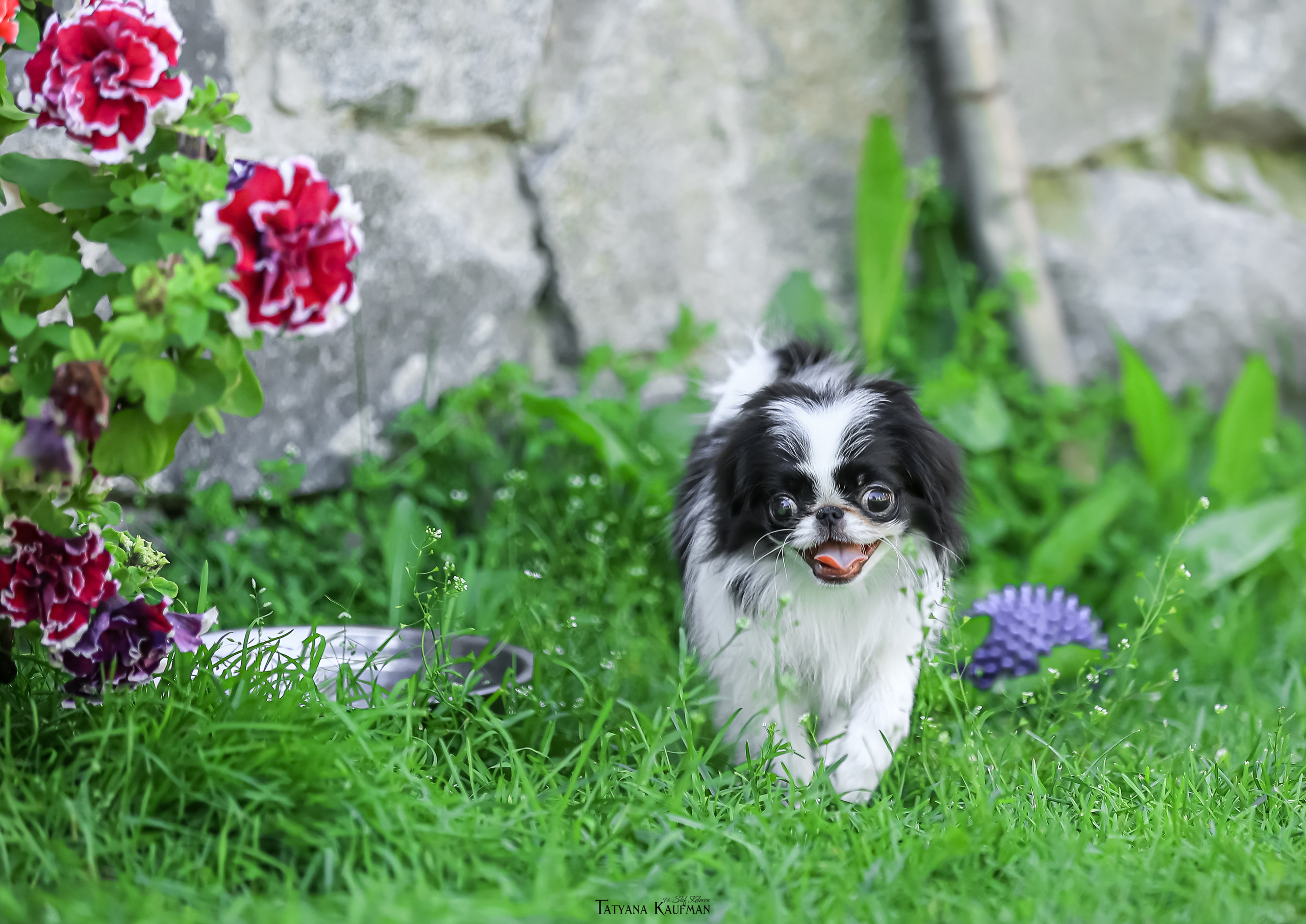 Японский хин, фотография японский хин, собака в цветах, красивая собака, фотограф анималист, фотокурс Анималистика, научиться фотографировать собак, фотограф Новосибирск