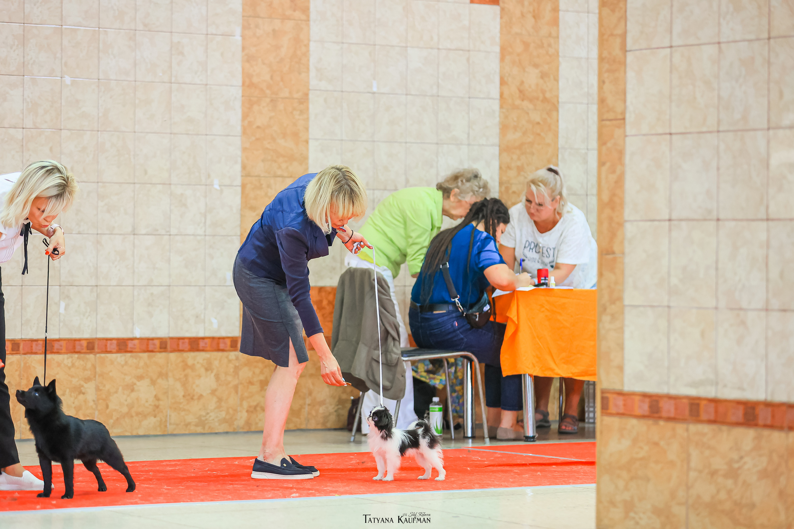 Японский хин, фотография японский хин, красивая собака, фотограф анималист, фотокурс Анималистика, научиться фотографировать собак, фотограф Новосибирск, фотосъемка на выставке, экстерьерная фотосессия, выставка собак Новосибирск