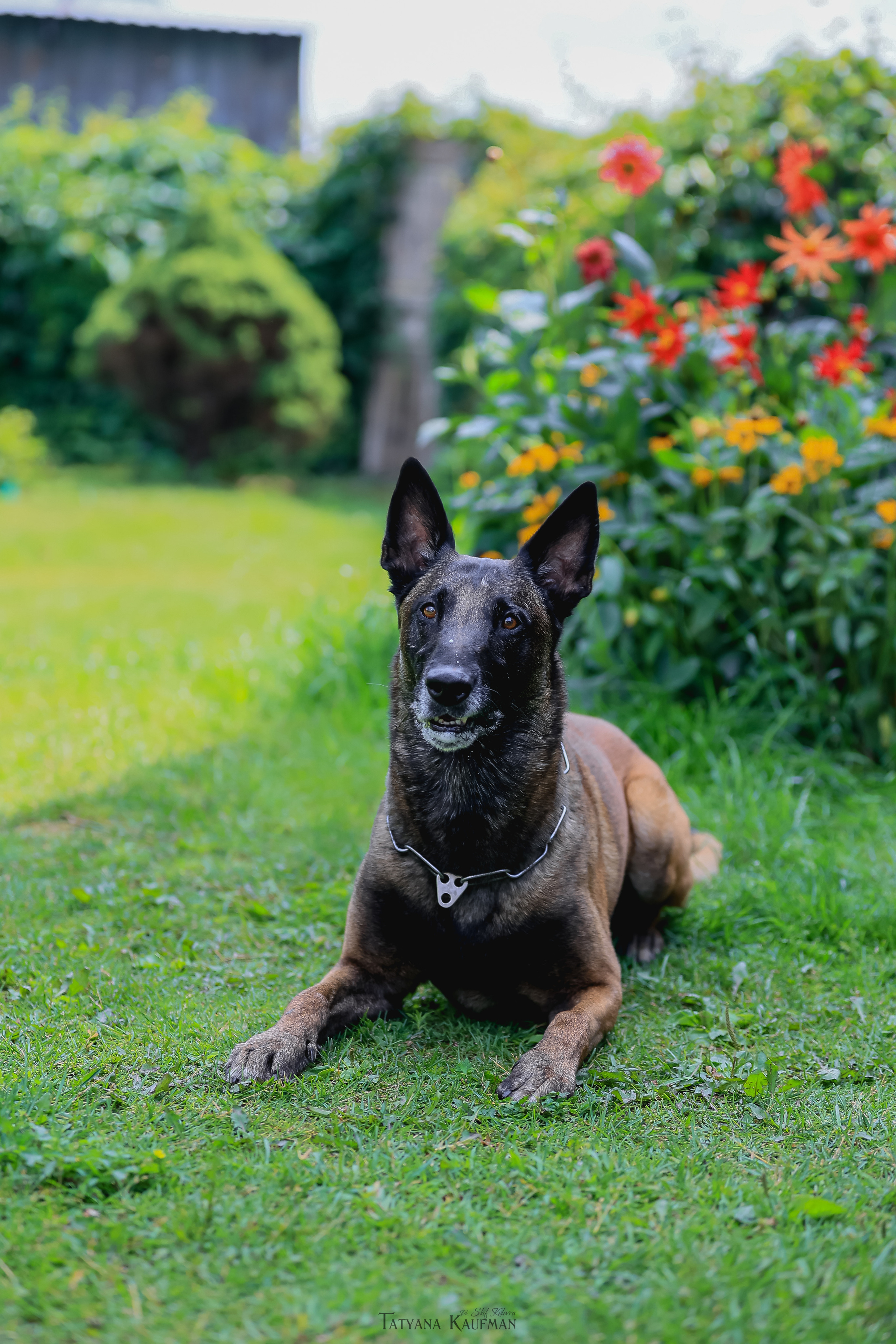 Фотосессия Малинуа. Фотограф Анималист из Новосибирска Татьяна Кауфман