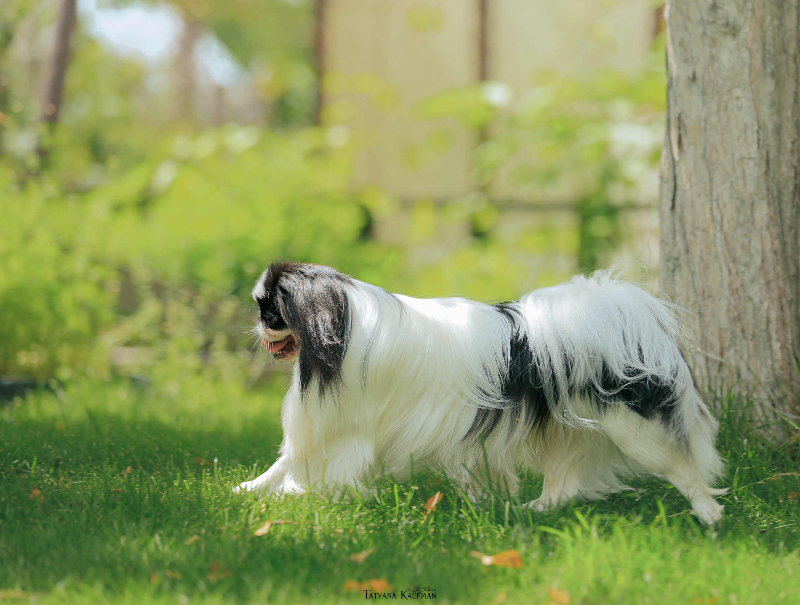 Фотосъемка японских хинов. Фотограф Анималист из Новосибирска Татьяна Кауфман