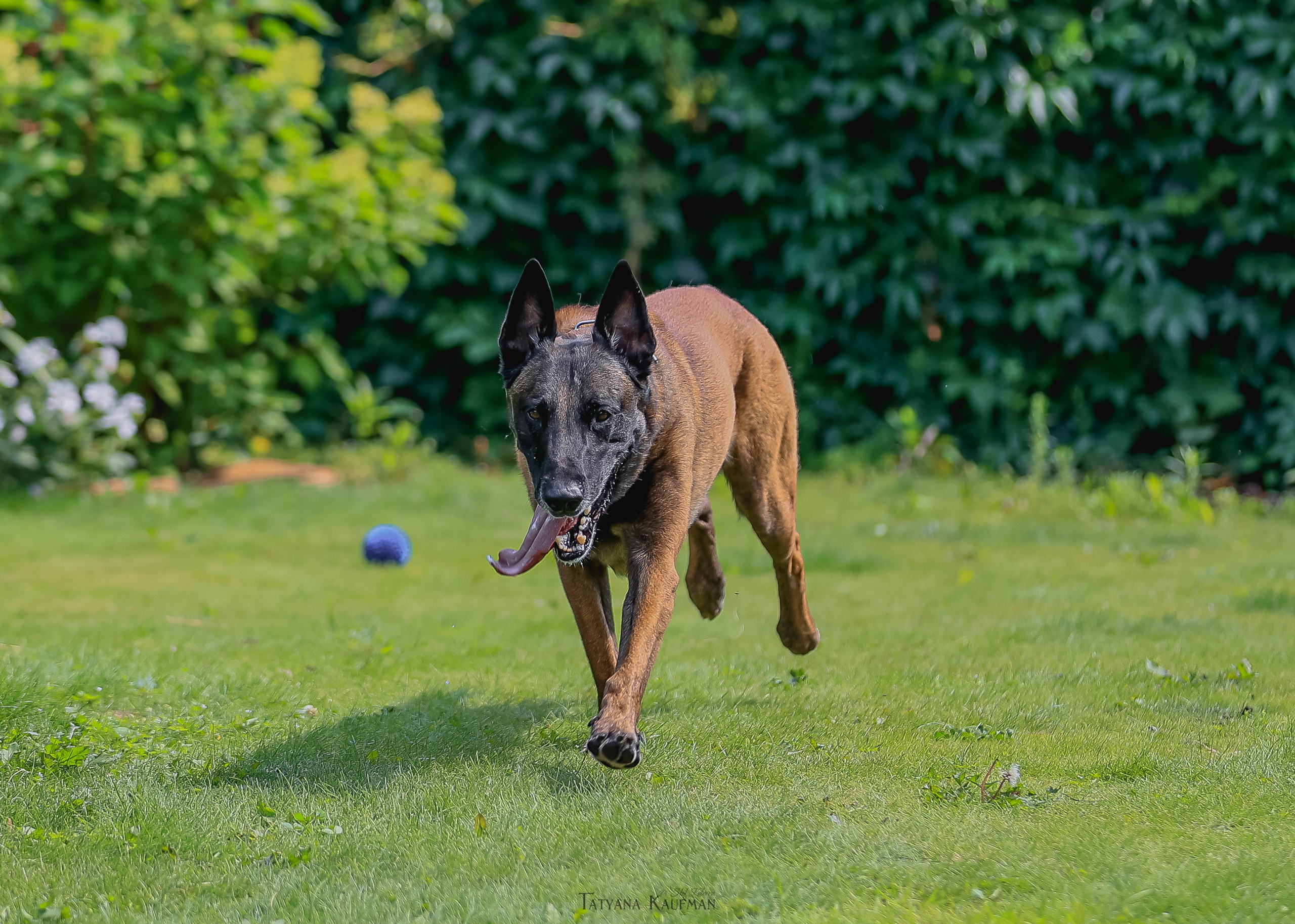 Фотосессия Малинуа. Фотограф Анималист из Новосибирска Татьяна Кауфман