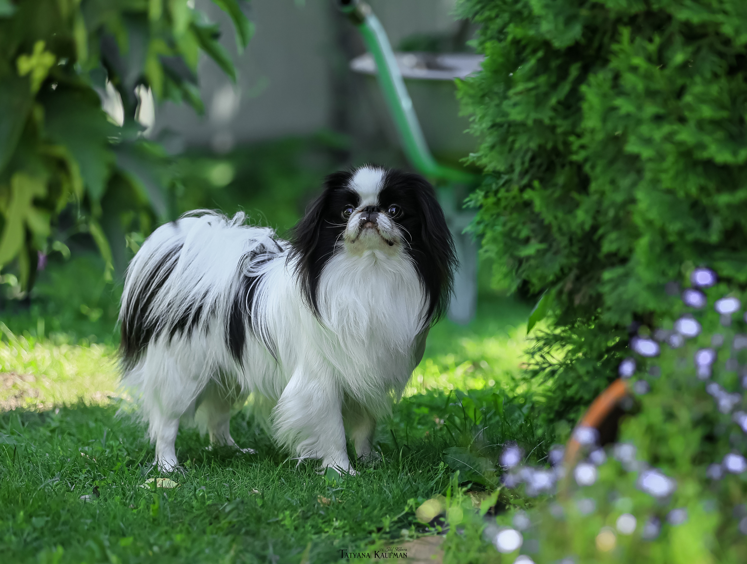 Японский хин, фотография японский хин, собака в цветах, красивая собака, фотограф анималист, фотокурс Анималистика, научиться фотографировать собак, фотограф Новосибирск