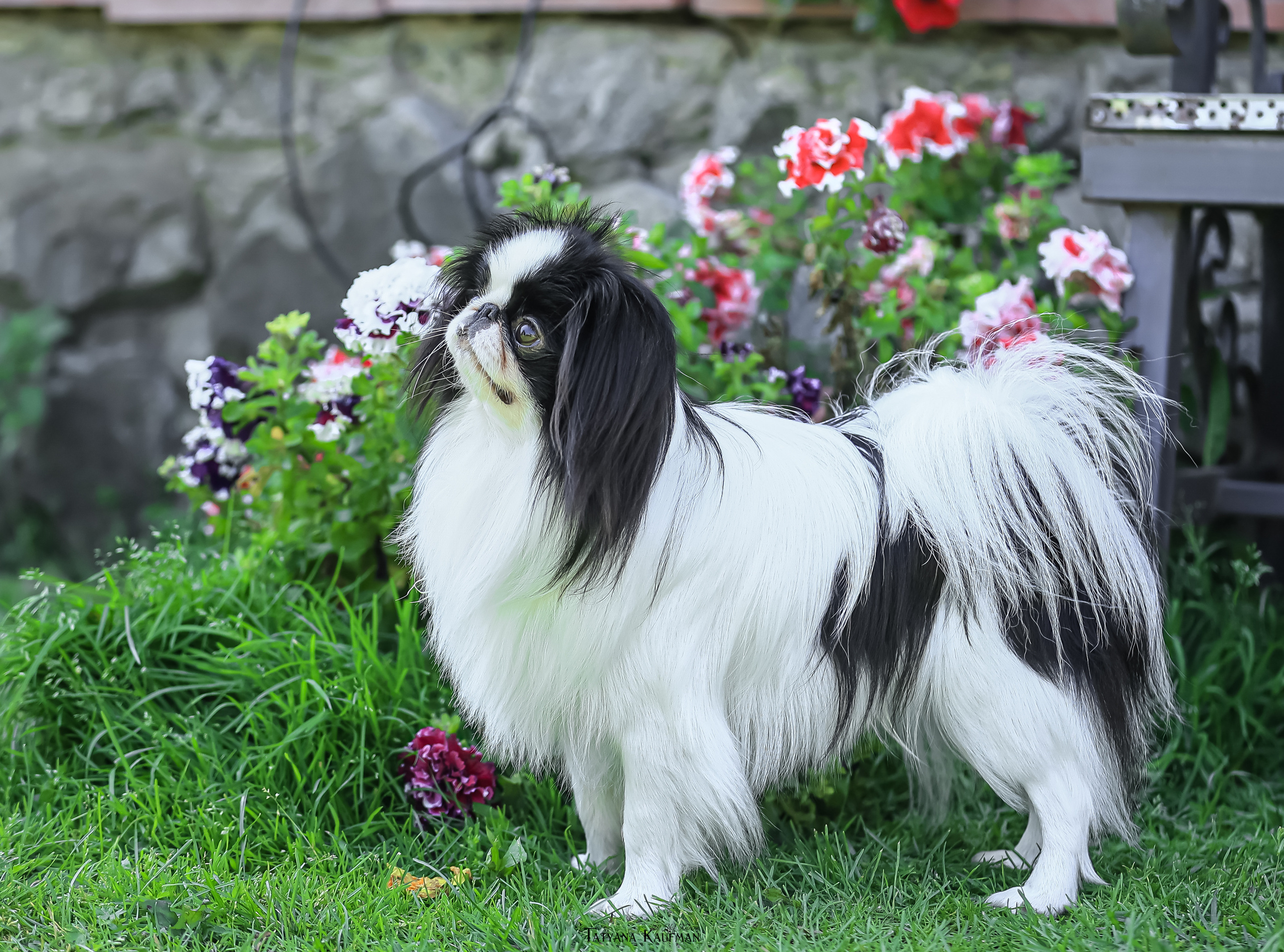 Японский хин, фотография японский хин, собака в цветах, красивая собака, фотограф анималист, фотокурс Анималистика, научиться фотографировать собак, фотограф Новосибирск