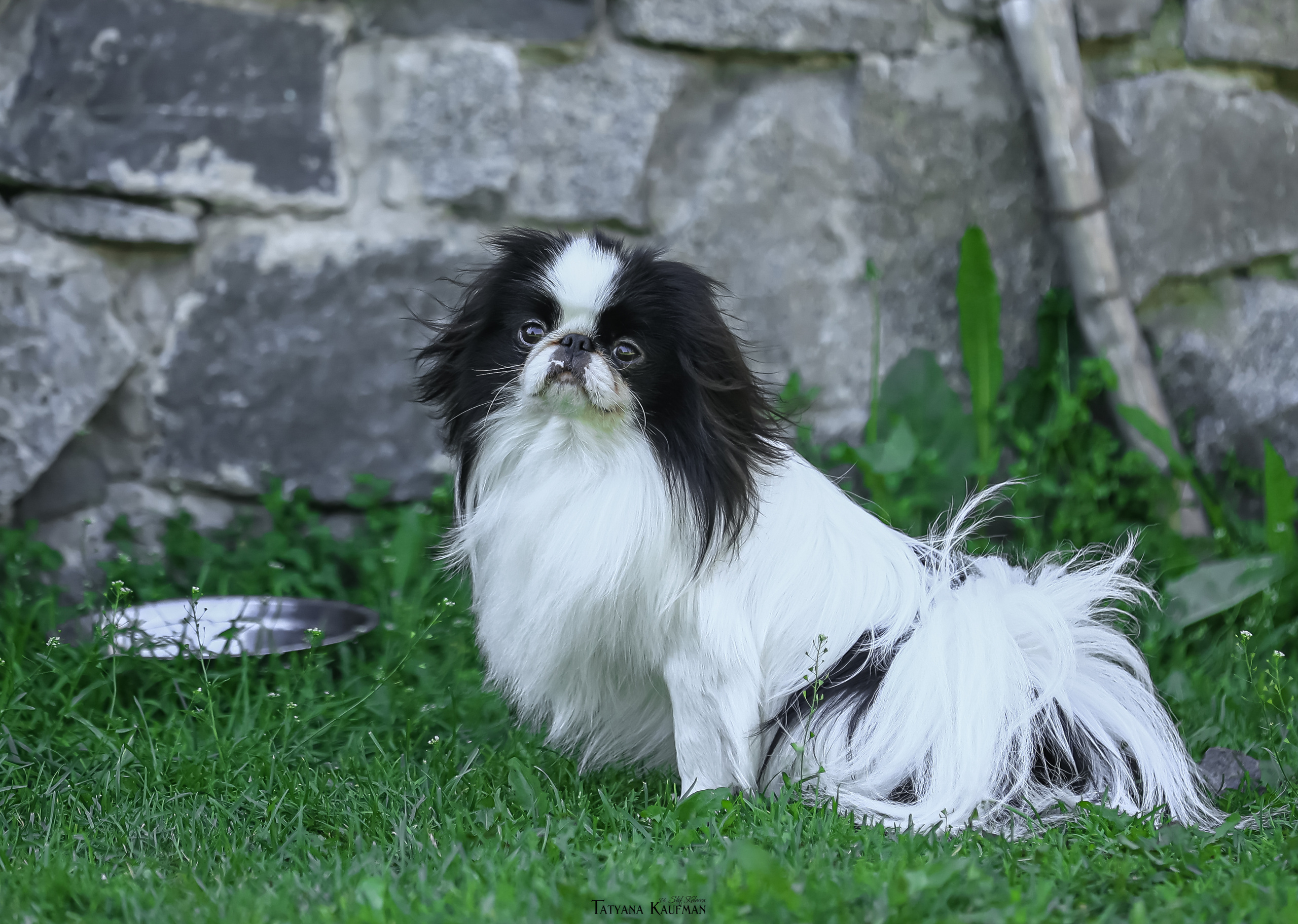 Японский хин, фотография японский хин, собака в цветах, красивая собака, фотограф анималист, фотокурс Анималистика, научиться фотографировать собак, фотограф Новосибирск