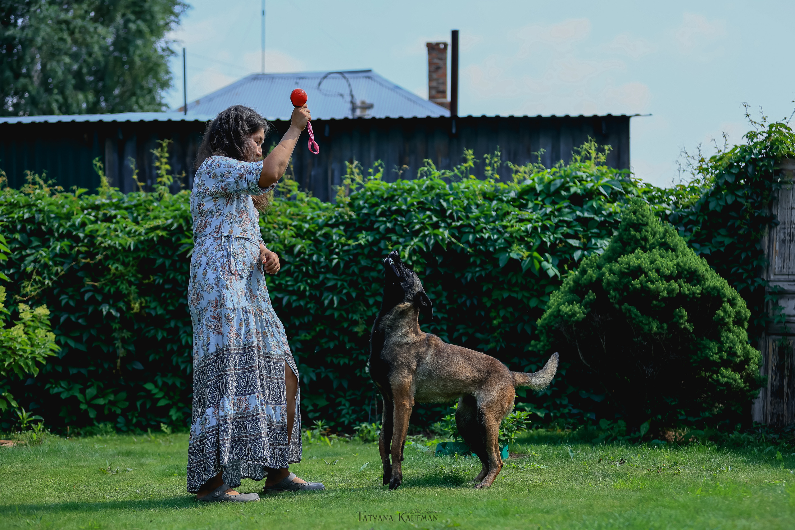 Фотосессия Малинуа. Фотограф Анималист из Новосибирска Татьяна Кауфман