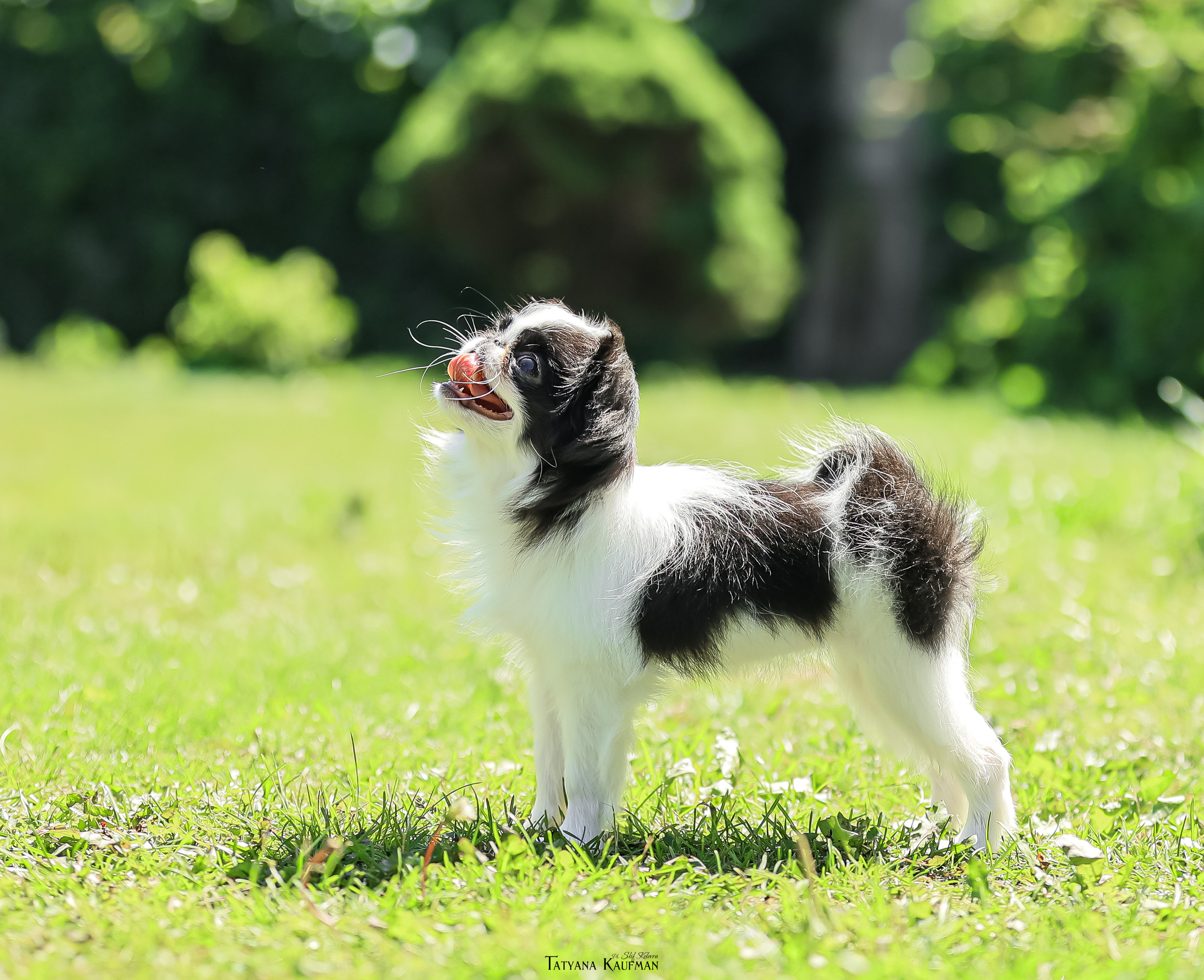 Японский хин, фотография японский хин, собака в цветах, красивая собака, фотограф анималист, фотокурс Анималистика, научиться фотографировать собак, фотограф Новосибирск