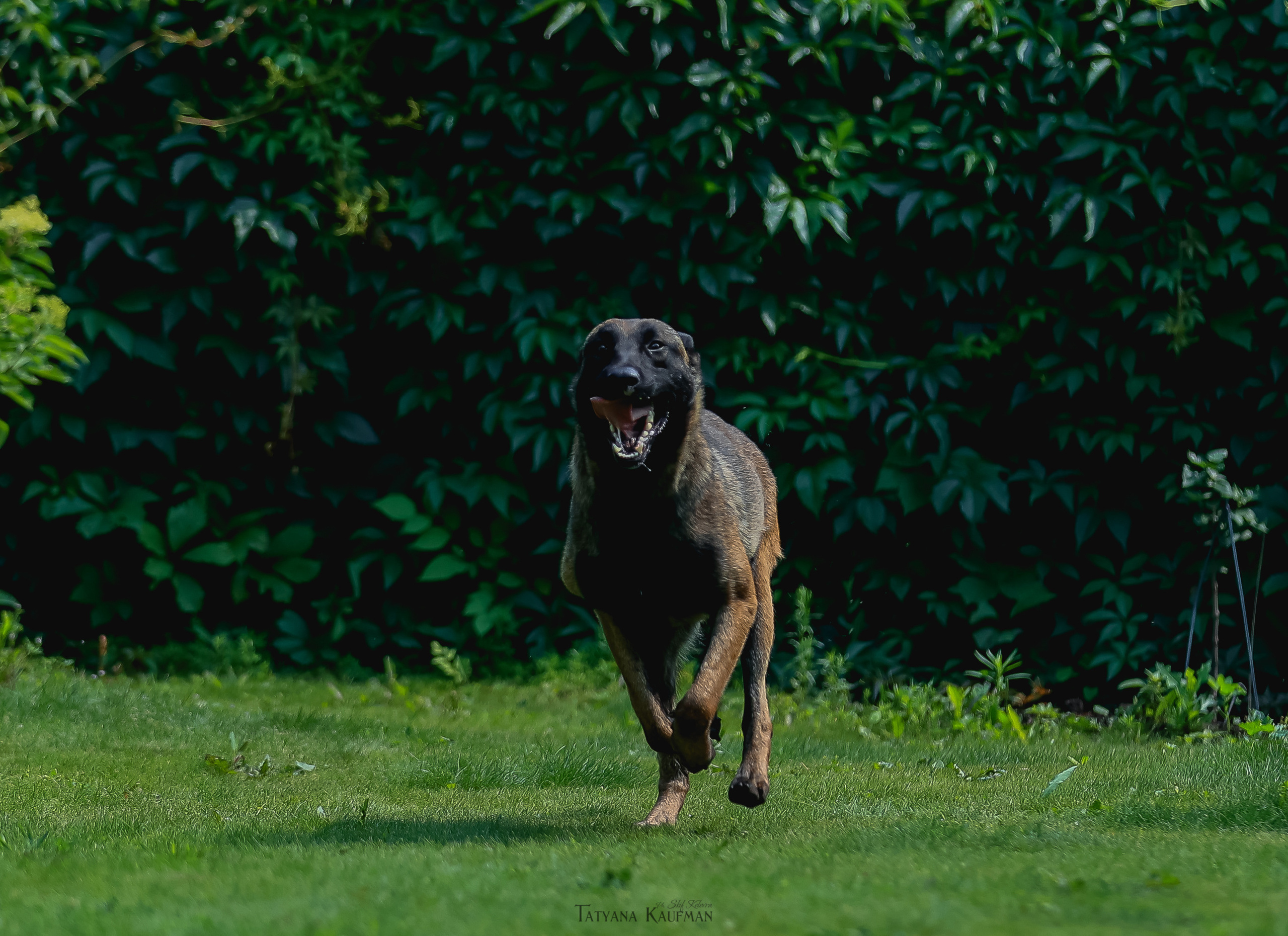 Фотосессия Малинуа. Фотограф Анималист из Новосибирска Татьяна Кауфман
