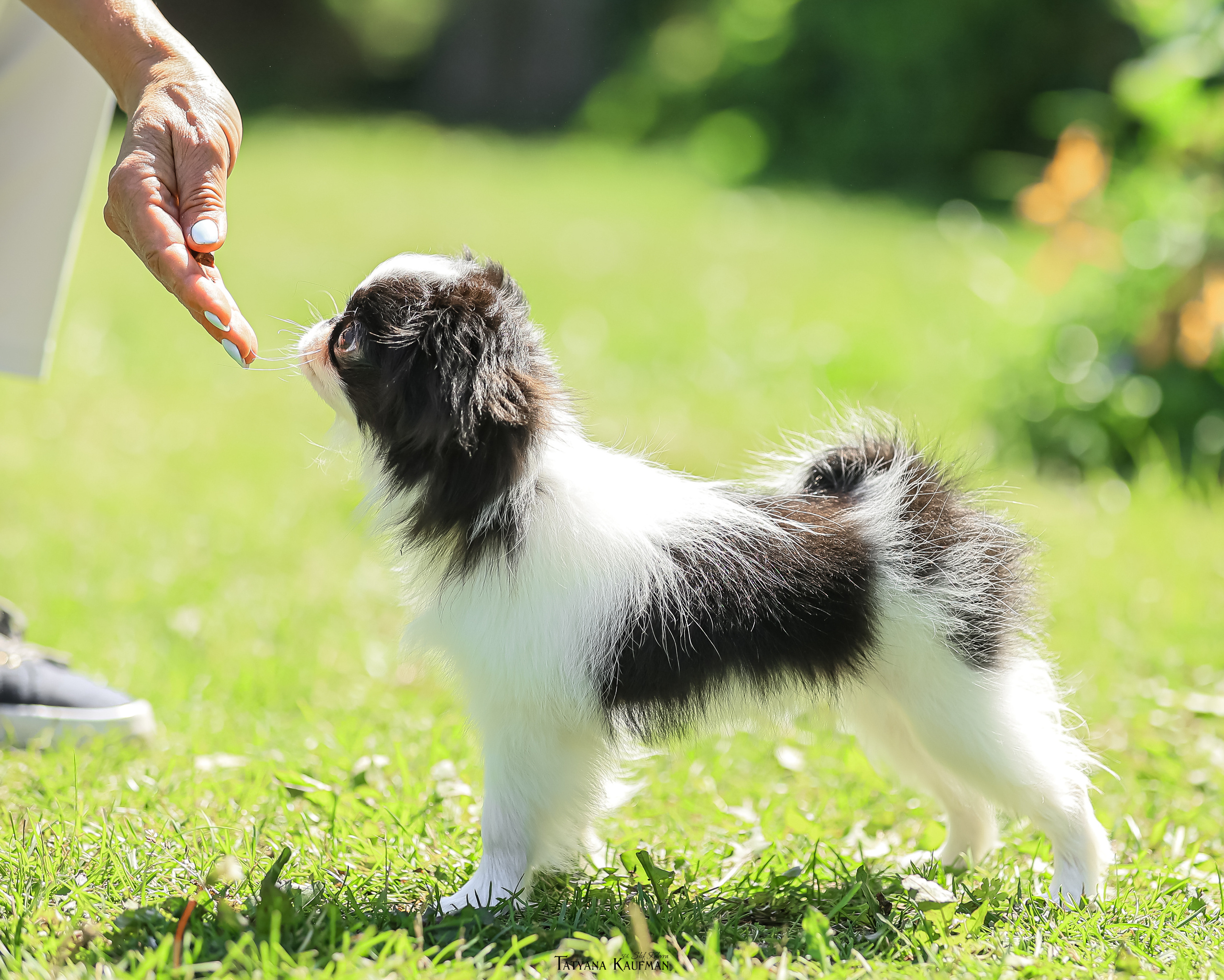 Японский хин, фотография японский хин, собака в цветах, красивая собака, фотограф анималист, фотокурс Анималистика, научиться фотографировать собак, фотограф Новосибирск