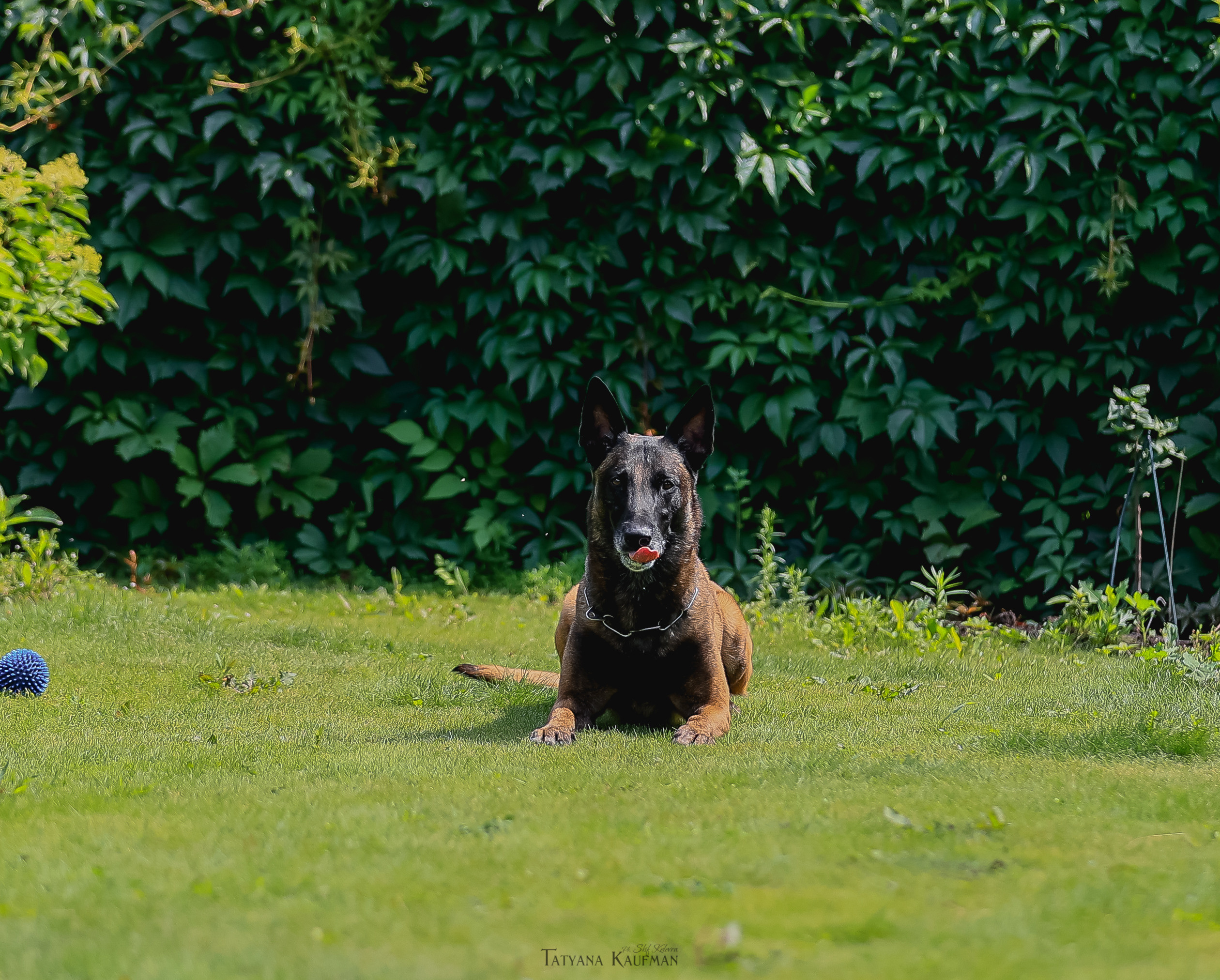 Фотосессия Малинуа. Фотограф Анималист из Новосибирска Татьяна Кауфман
