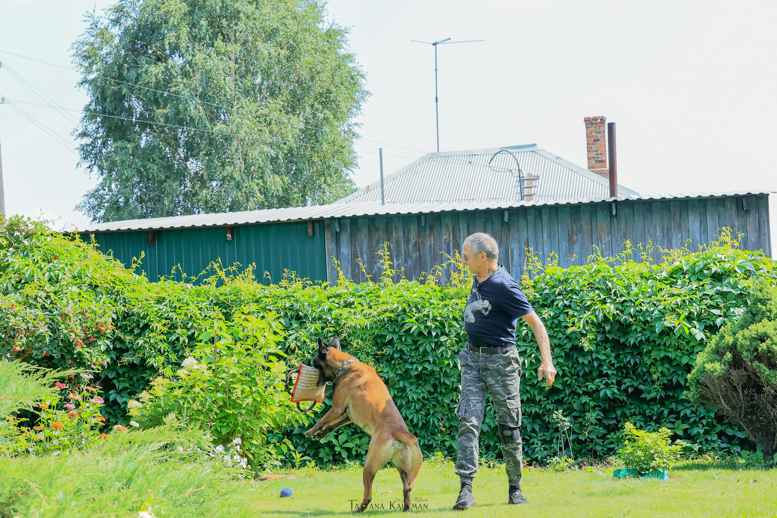 Фотосессия Малинуа. Фотограф Анималист из Новосибирска Татьяна Кауфман