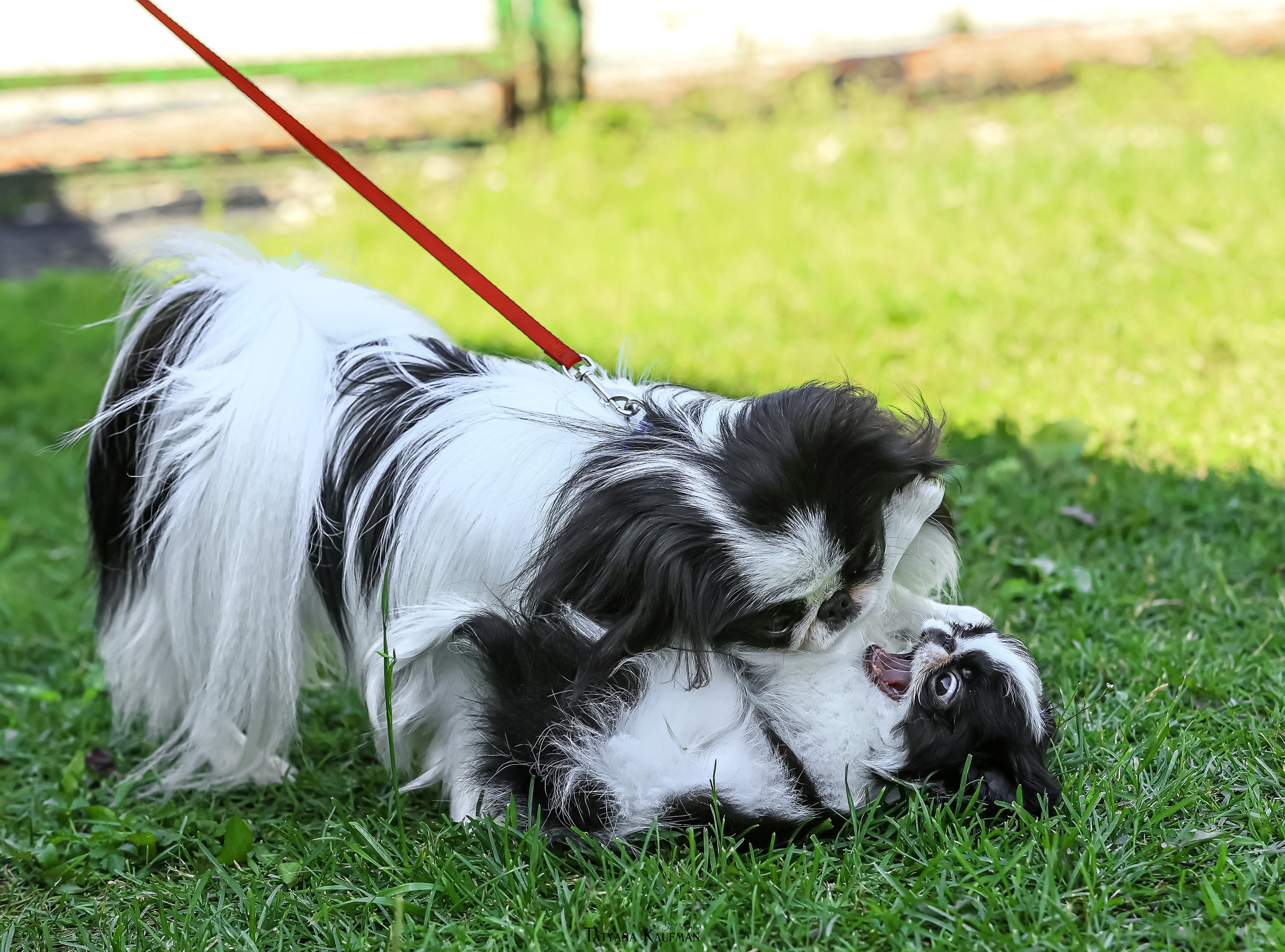 Японский хин, фотография японский хин, собака в цветах, красивая собака, фотограф анималист, фотокурс Анималистика, научиться фотографировать собак, фотограф Новосибирск