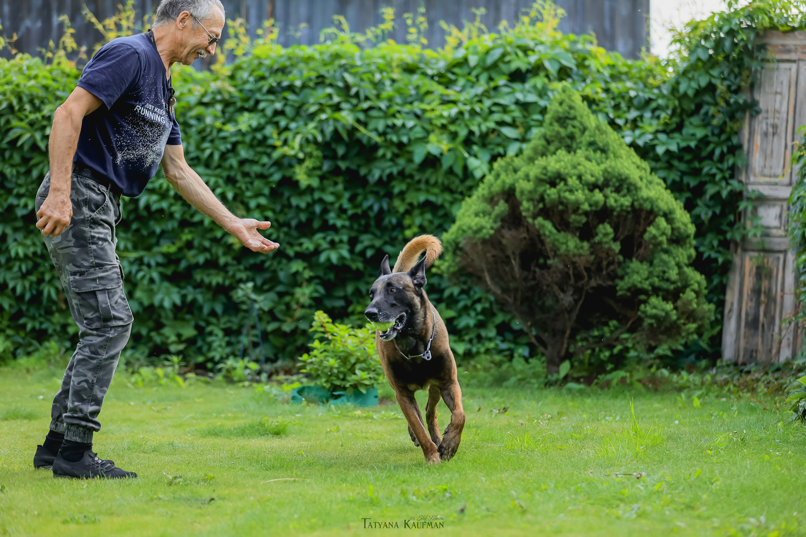 Фотосессия Малинуа. Фотограф Анималист из Новосибирска Татьяна Кауфман
