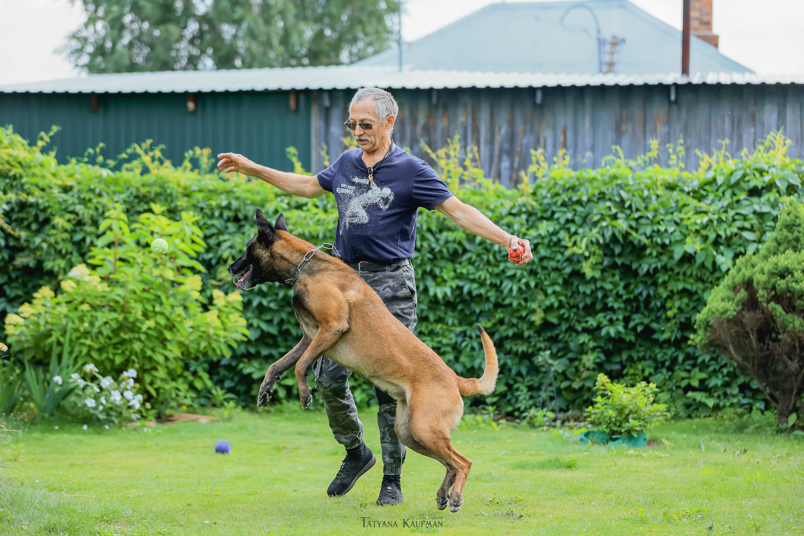 Фотосессия Малинуа. Фотограф Анималист из Новосибирска Татьяна Кауфман