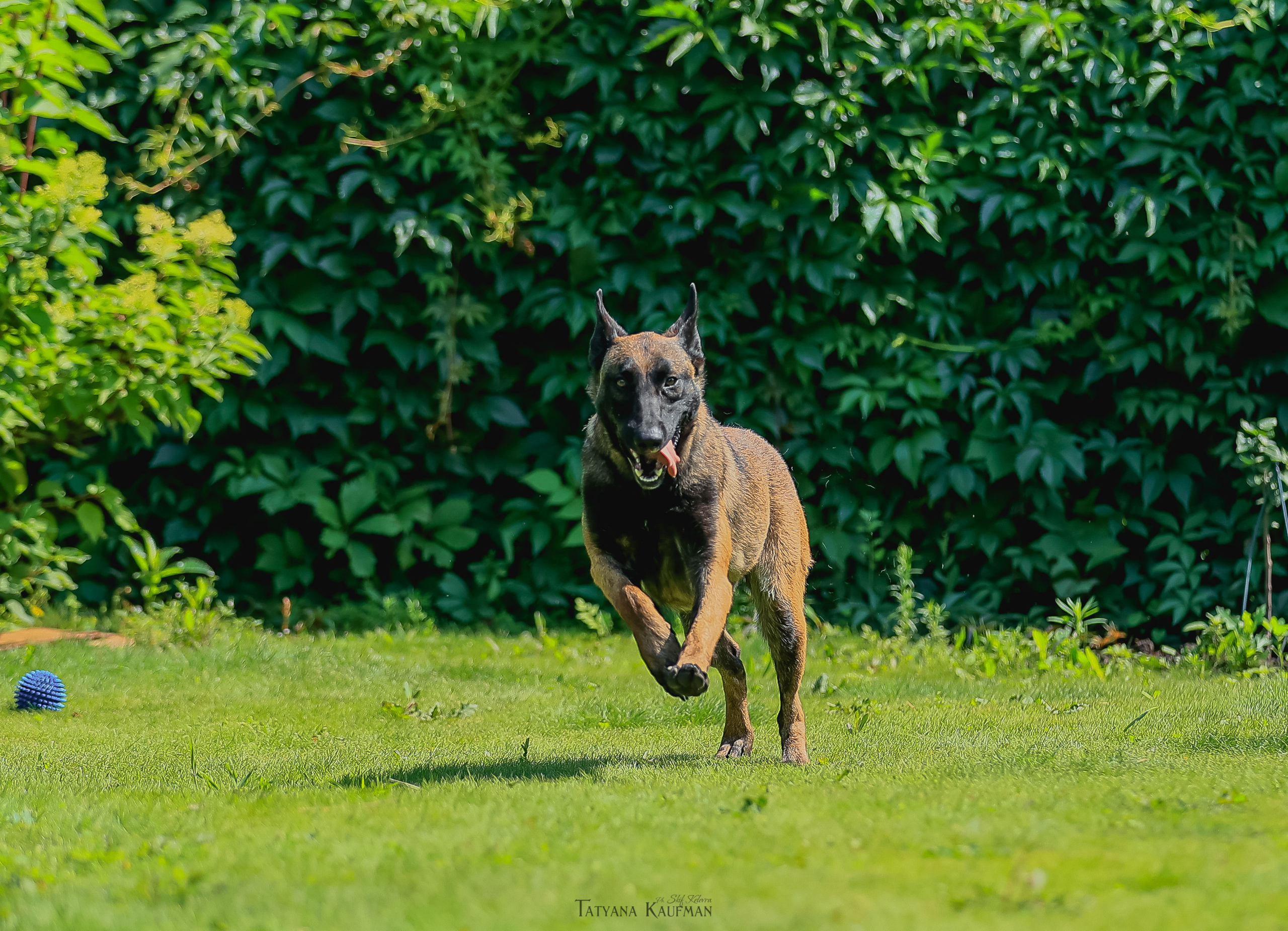 Фотосессия Малинуа. Фотограф Анималист из Новосибирска Татьяна Кауфман